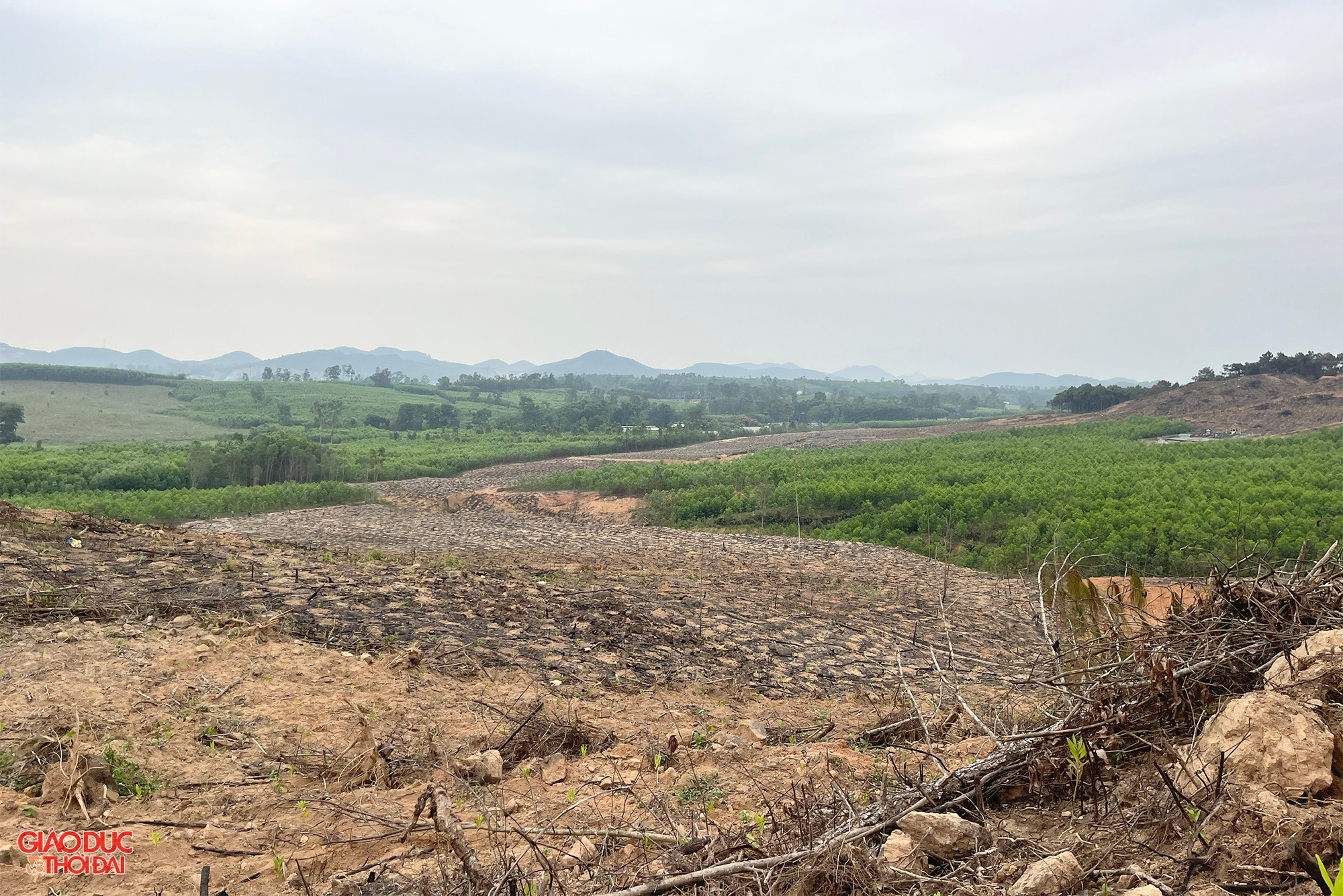 Khu vực hàng trăm cây thông cổ thụ bị chặt để trồng keo. Ảnh: Phạm Tâm. Khu vực hàng trăm cây thông cổ thụ bị chặt để trồng keo. Ảnh: Phạm Tâm.