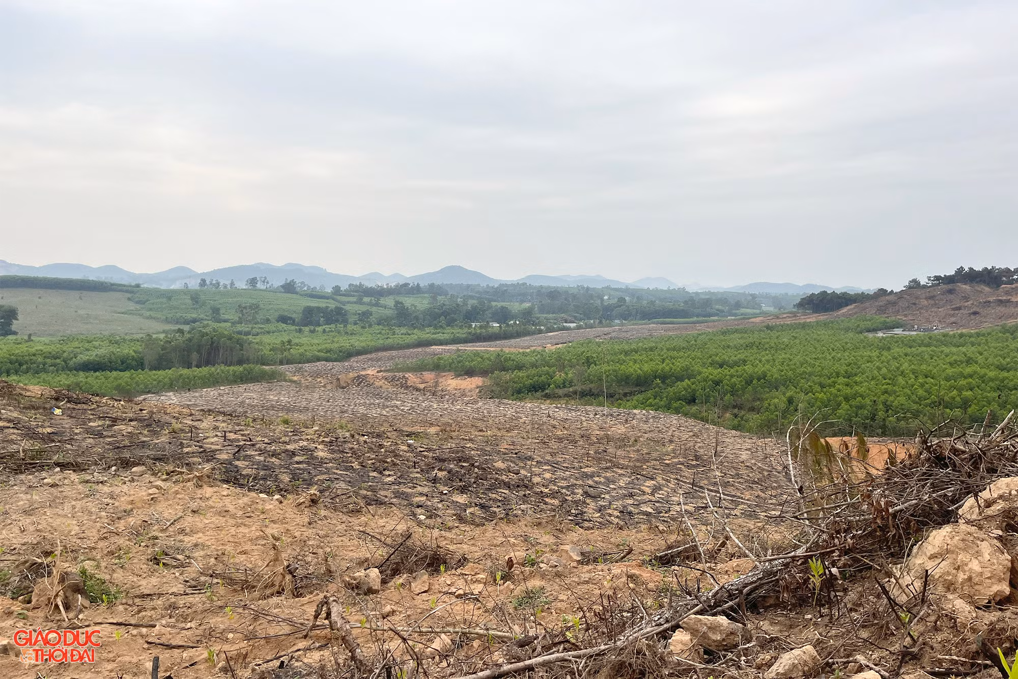 Khu vực hàng trăm cây thông cổ thụ bị chặt để trồng keo. Ảnh: Phạm Tâm.
