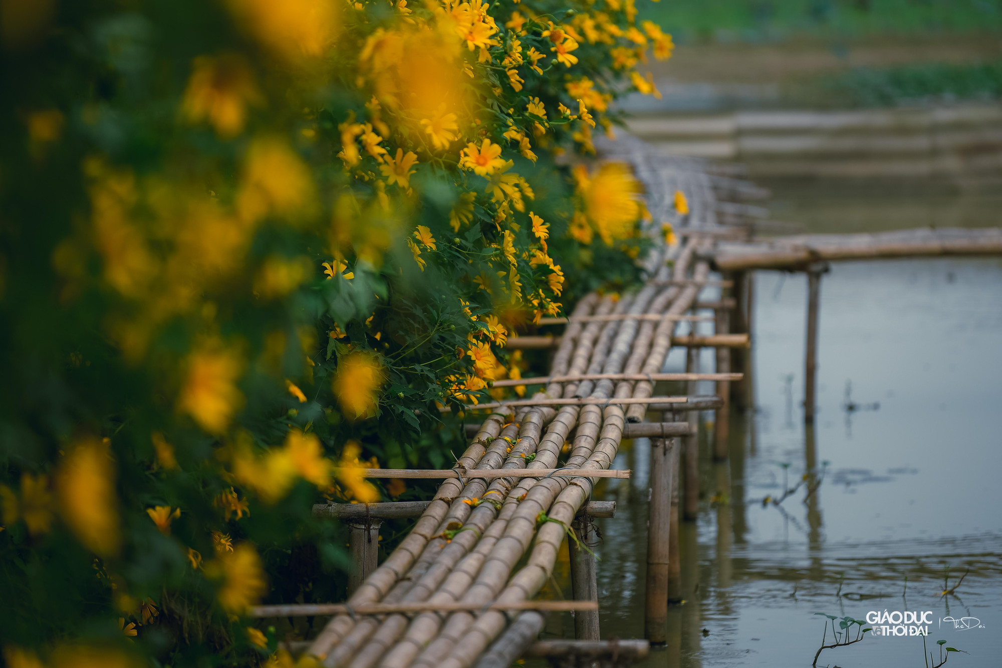 Du khách có thể đến tham quan và chụp ảnh vườn hoa dã quỳ giữa Hà Nội.