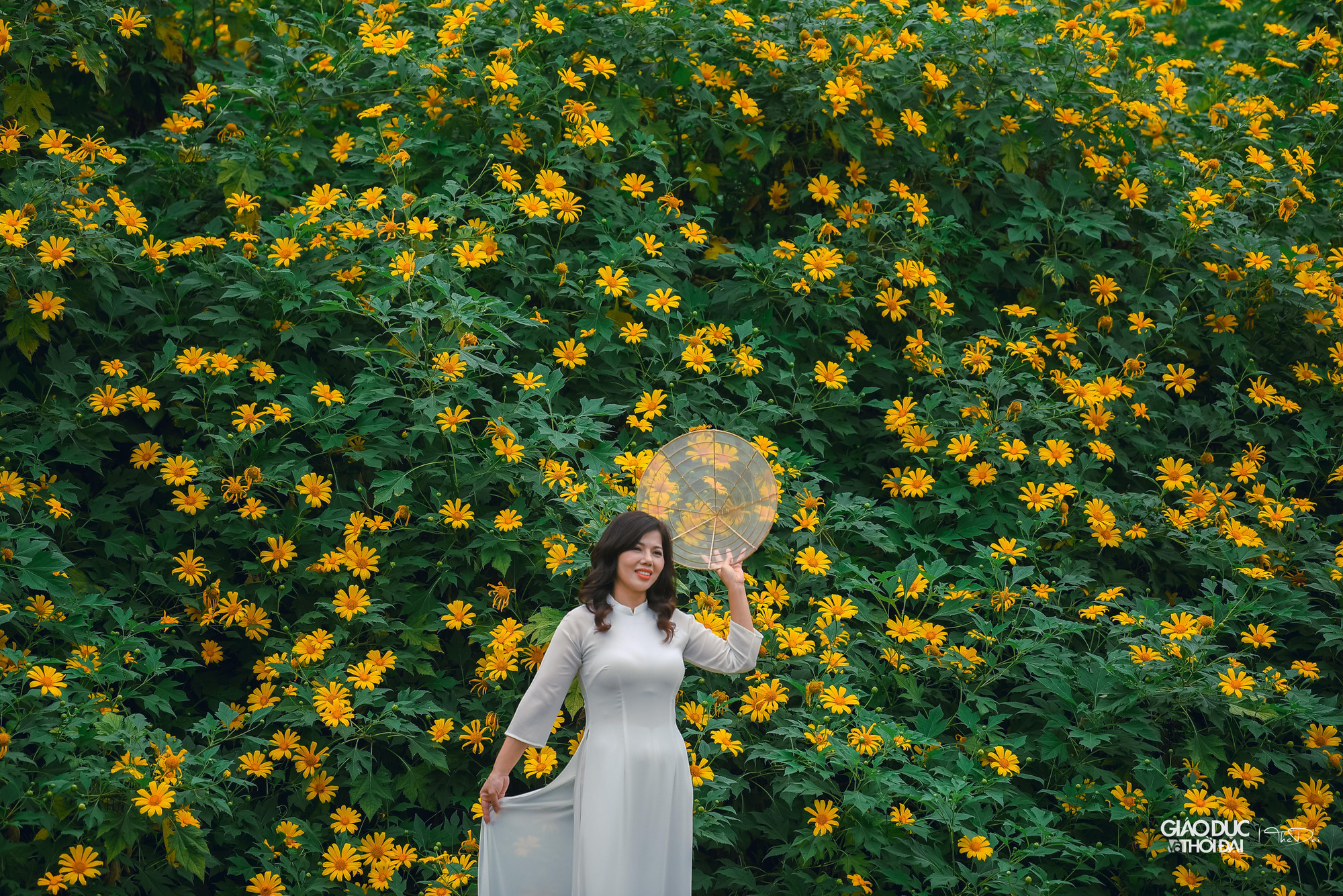 Loài hoa này thường nở vào khoảng tháng 10 - 11 hàng năm, đẹp nhất là tháng 11.