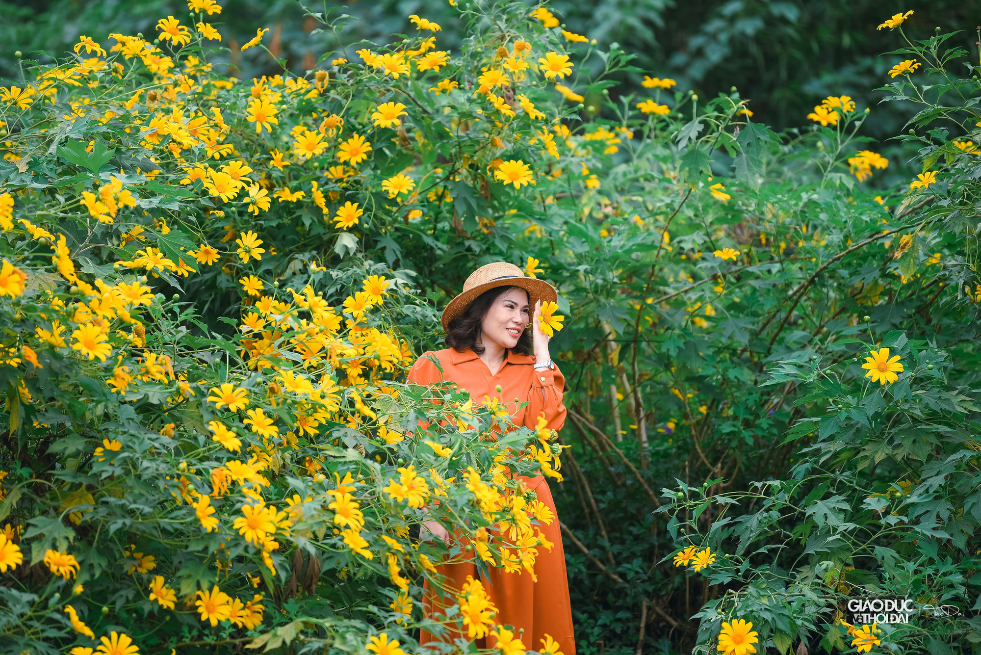 Thời điểm này, vườn dã quỳ thu hút đông người đến ngắm và chụp ảnh.