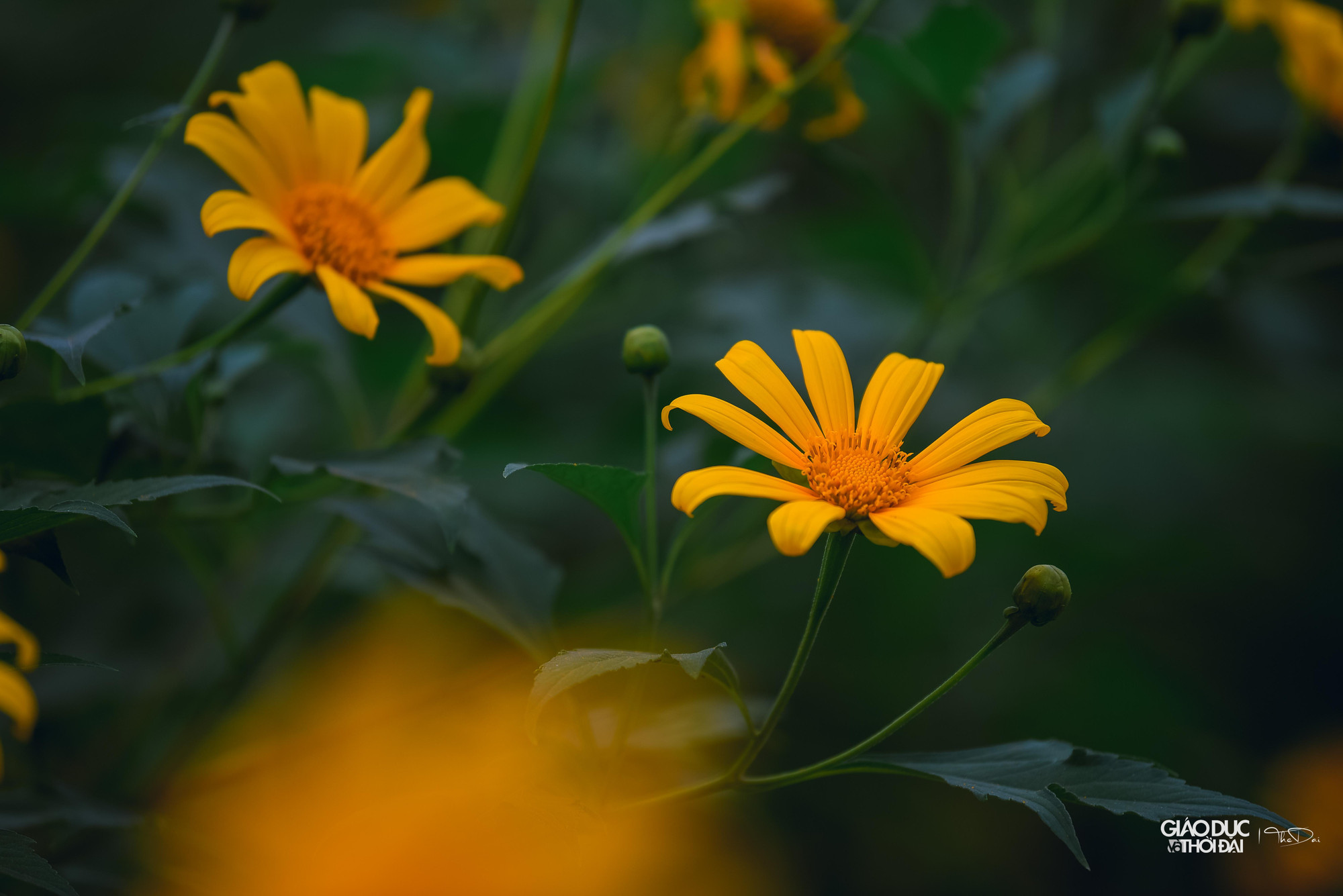 Thời điểm này, tiết trời Hà Nội mát mẻ, phù hợp cho mọi người tới vườn hoa dã quỳ để tham quan, chiêm ngưỡng vẻ đẹp của loài hoa như một &quot;biểu tượng của Đà Lạt&quot; giữa Thủ đô.