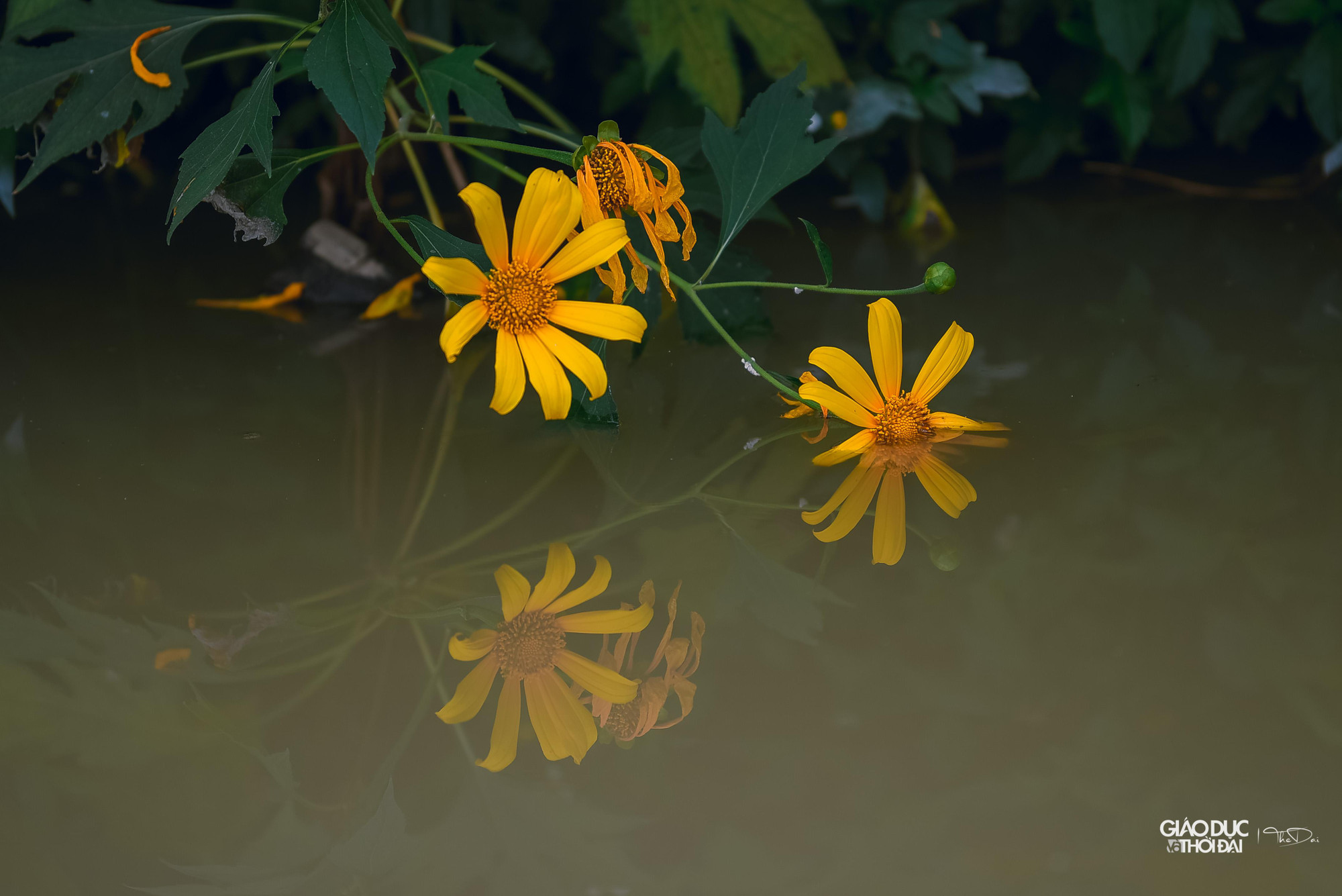 Du khách có thể đến tham quan và chụp ảnh vườn hoa dã quỳ giữa Hà Nội.