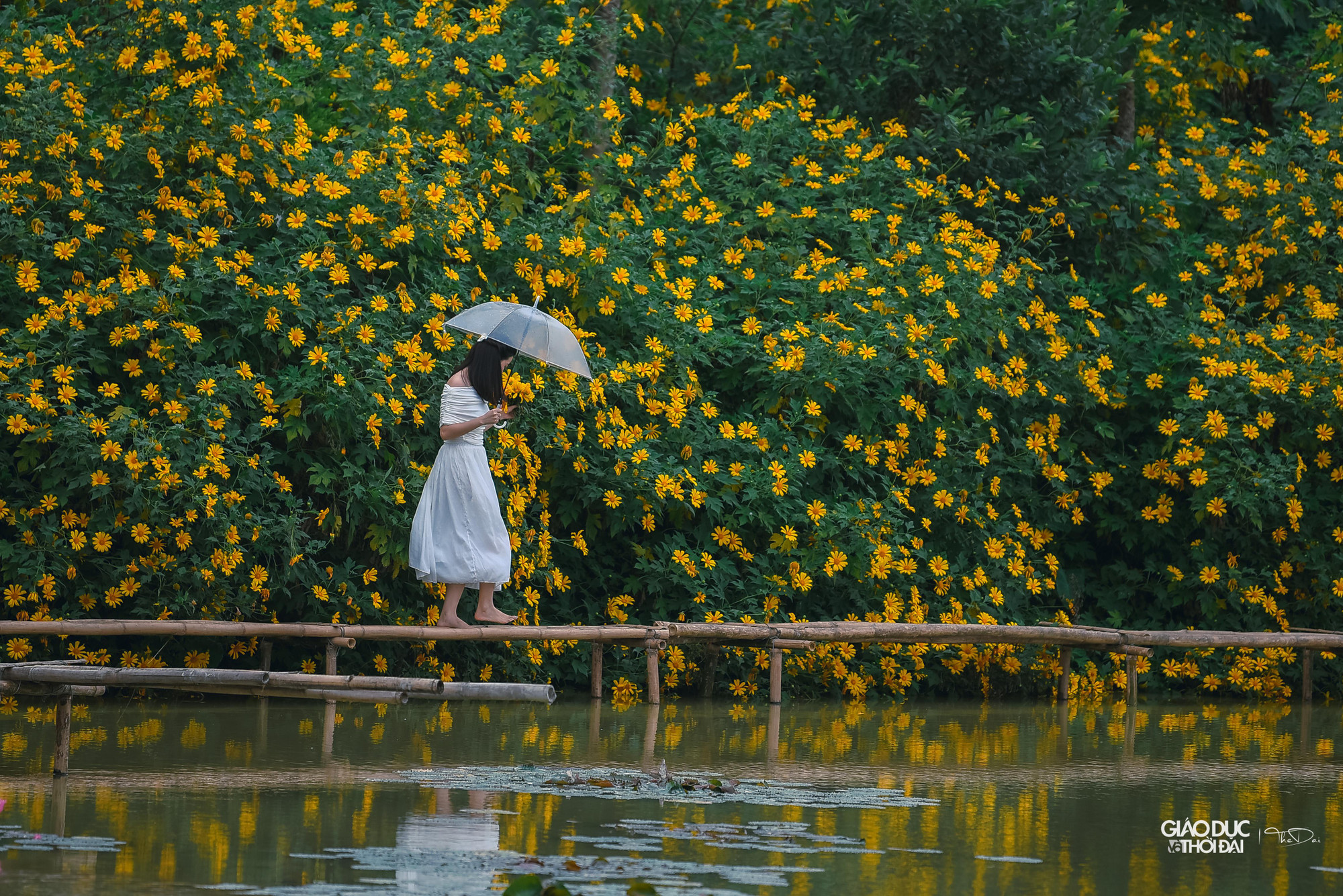 Mật độ hoa dày đặc giúp du khách có nhiều góc để chụp ảnh. Để tạo bối cảnh đẹp, chủ vườn hoa dã quỳ còn bố trí hệ thống cầu bằng tre ôm quanh vườn cây.