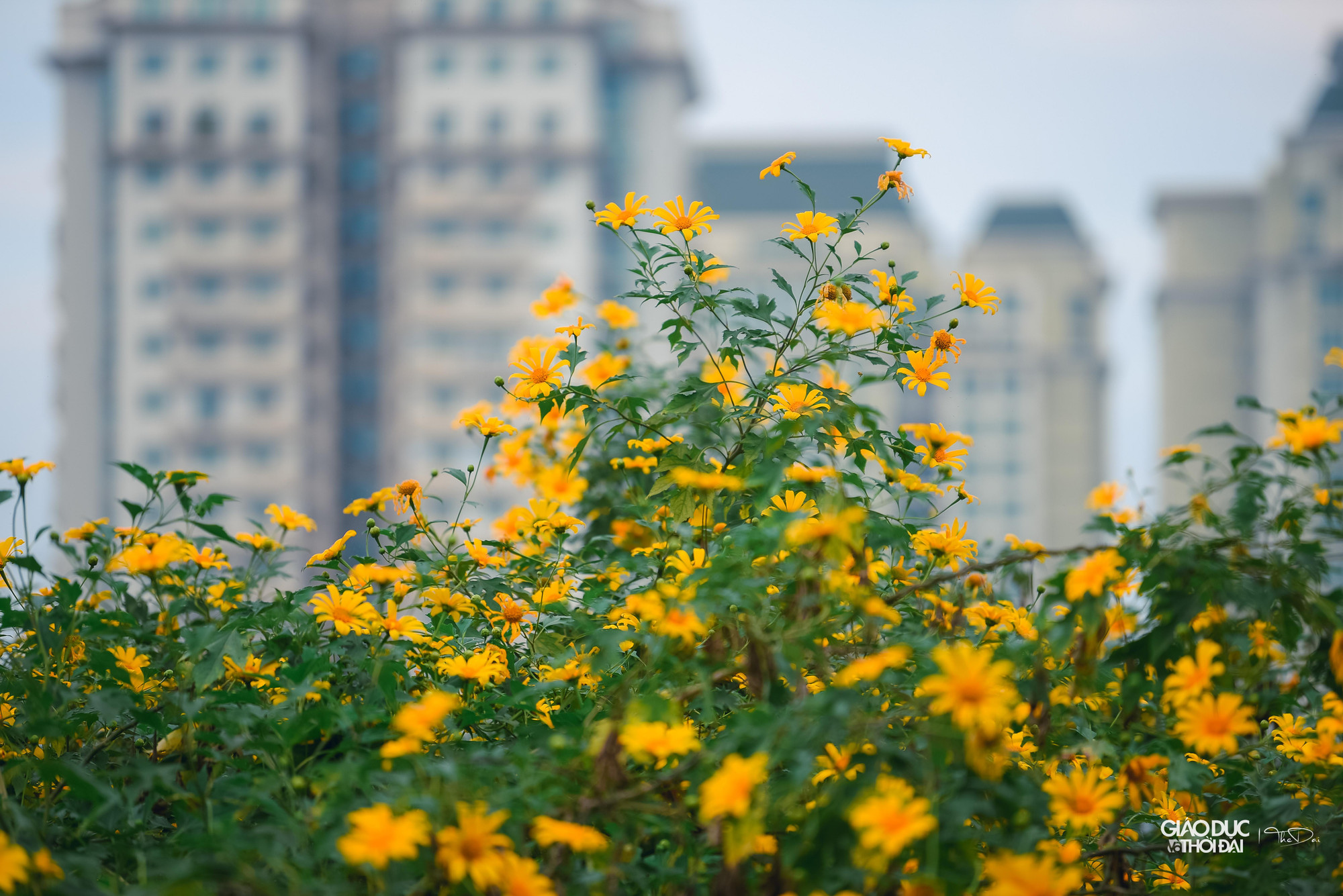 Hoa dã quỳ còn được biết đến với nhiều tên gọi như cúc quỳ hay hướng dương dại.