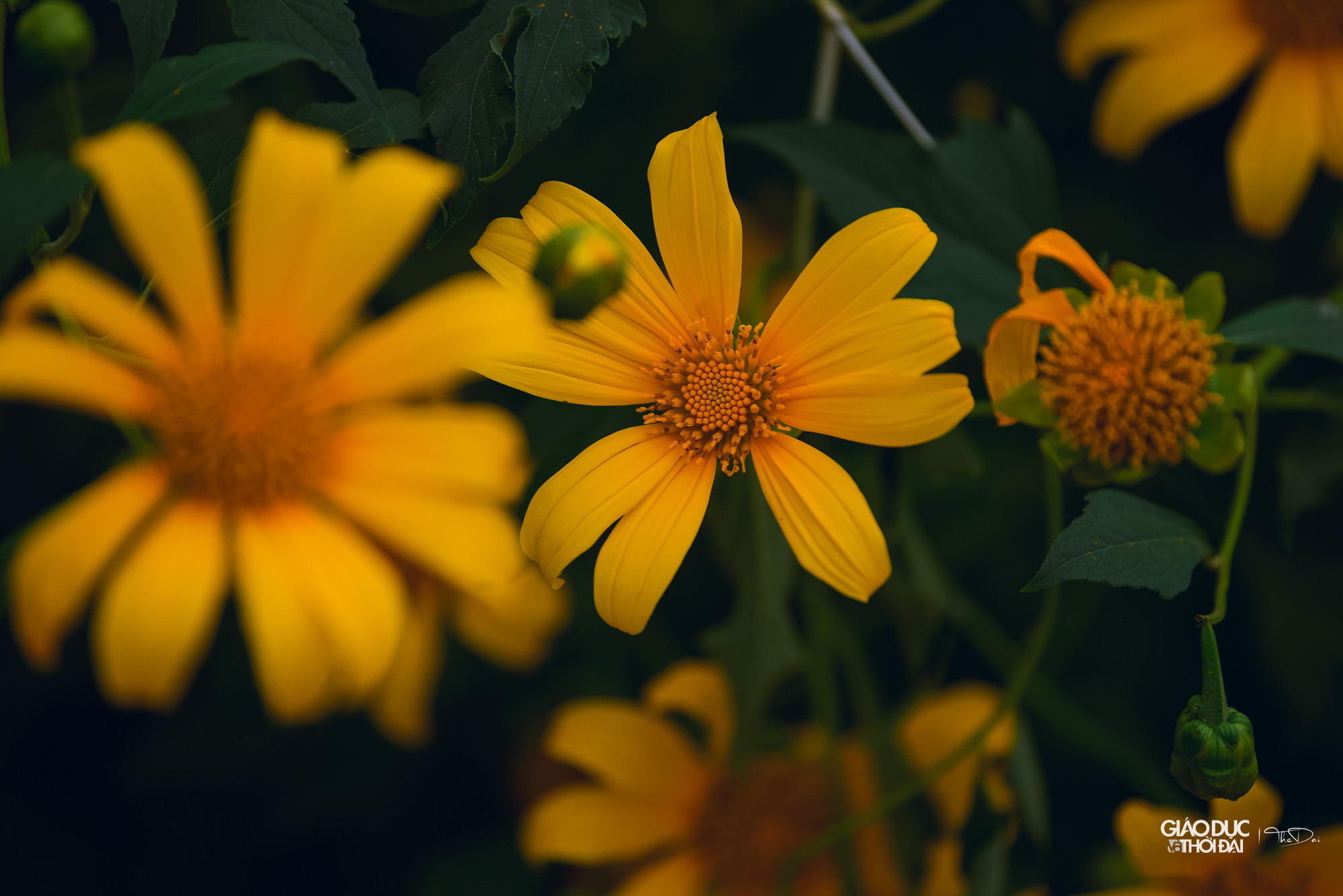 Thời điểm này, tiết trời Hà Nội mát mẻ, phù hợp cho mọi người tới vườn hoa dã quỳ để tham quan, chiêm ngưỡng vẻ đẹp của loài hoa như một &quot;biểu tượng của Đà Lạt&quot; giữa Thủ đô.