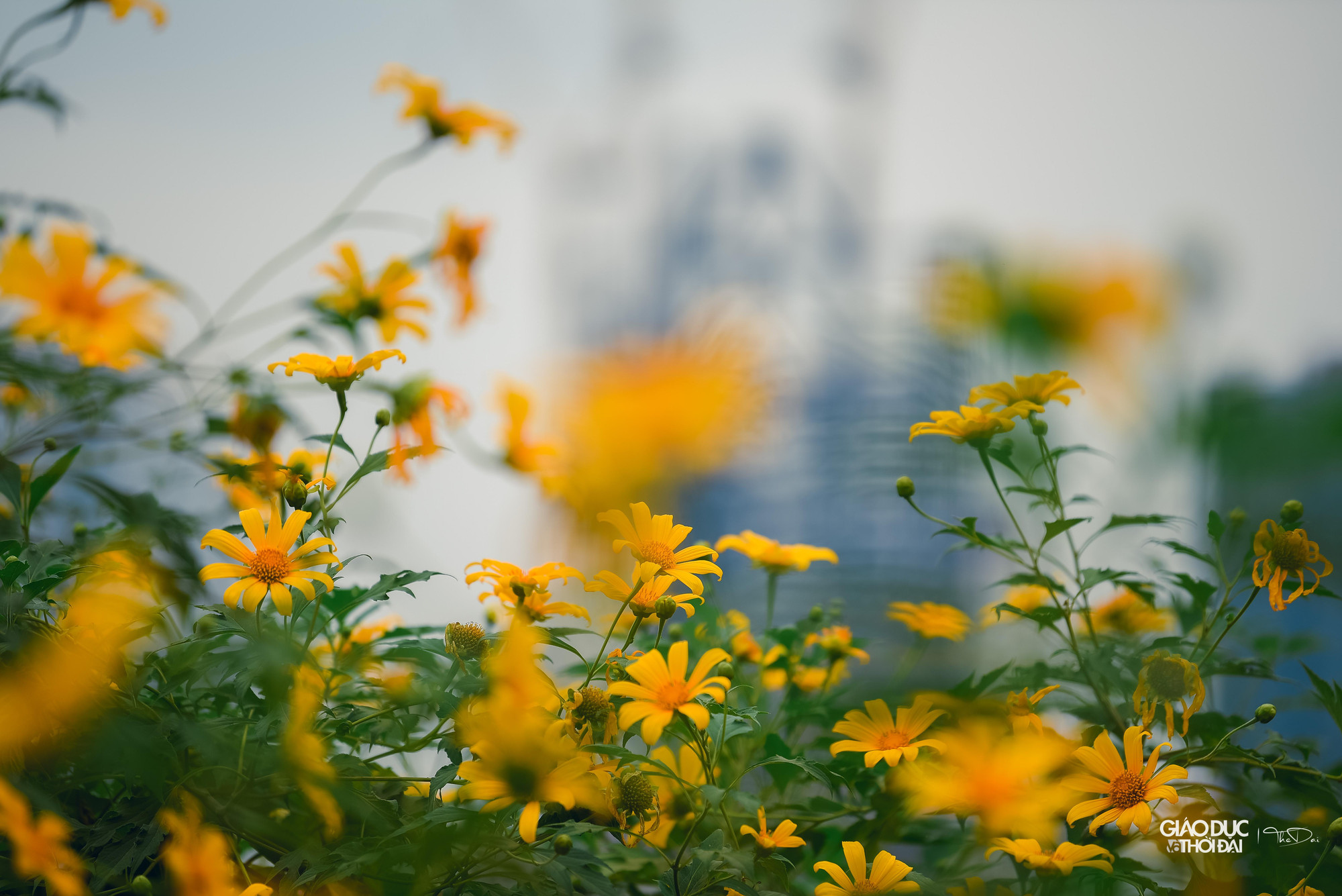 Loài hoa này thường nở vào khoảng tháng 10 - 11 hàng năm, đẹp nhất là tháng 11.