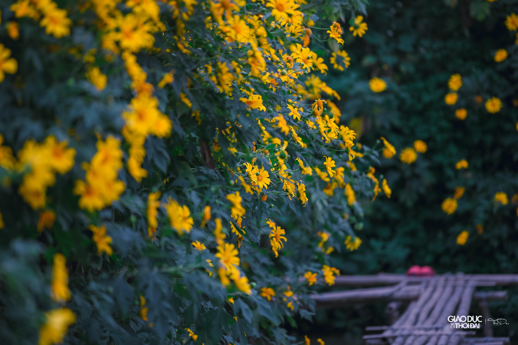 Du khách có thể đến tham quan và chụp ảnh vườn hoa dã quỳ giữa Hà Nội.