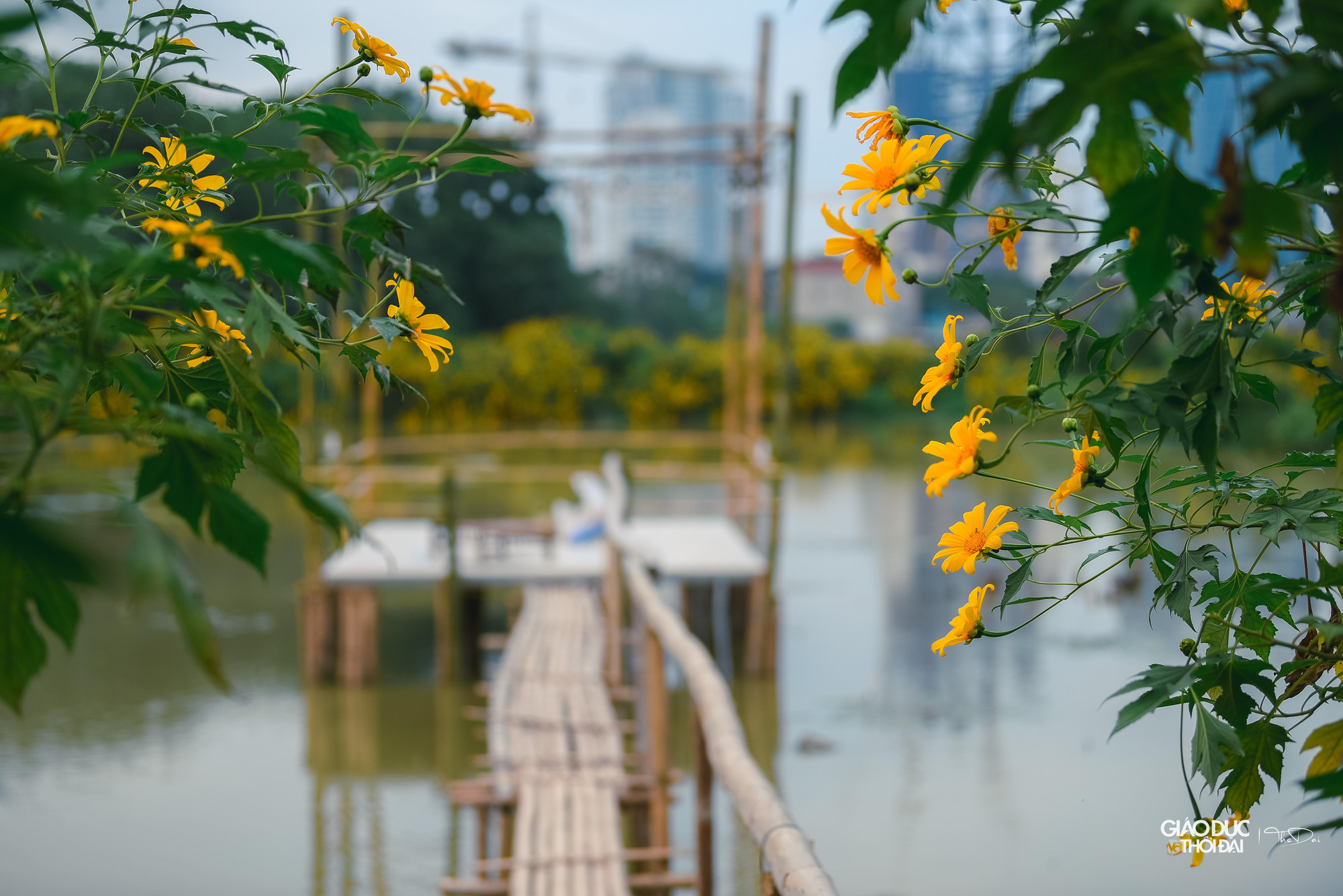 Hơn 200 gốc hoa dã quỳ nở rộ ở Xuân Đỉnh, (Bắc Từ Liêm, Hà Nội) hứa hẹn sẽ trở thành điểm đến thu hút du khách tham quan, chụp hình vào những dịp cuối tuần.