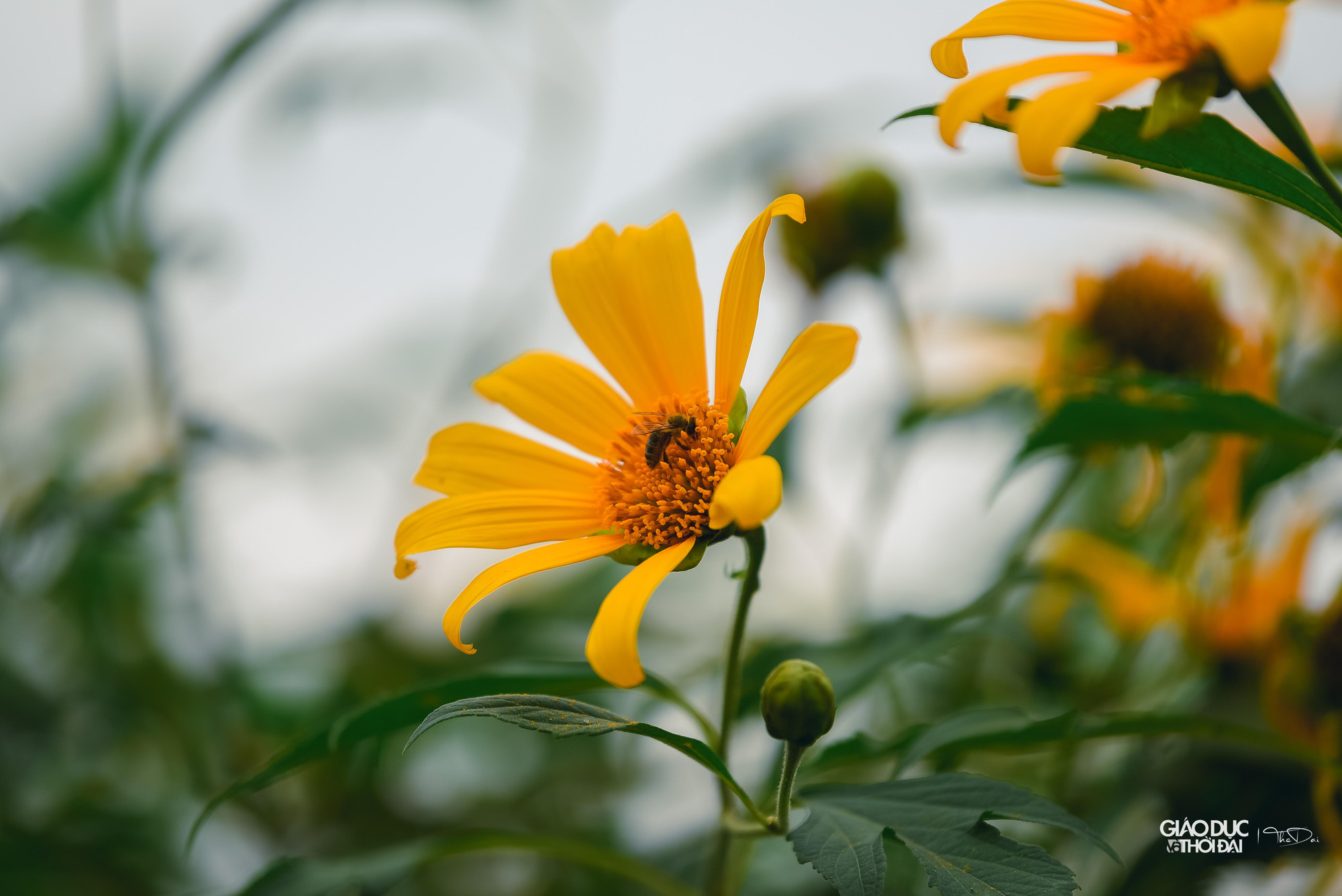 Thời điểm này, tiết trời Hà Nội mát mẻ, phù hợp cho mọi người tới vườn hoa dã quỳ để tham quan, chiêm ngưỡng vẻ đẹp của loài hoa như một &quot;biểu tượng của Đà Lạt&quot; giữa Thủ đô.