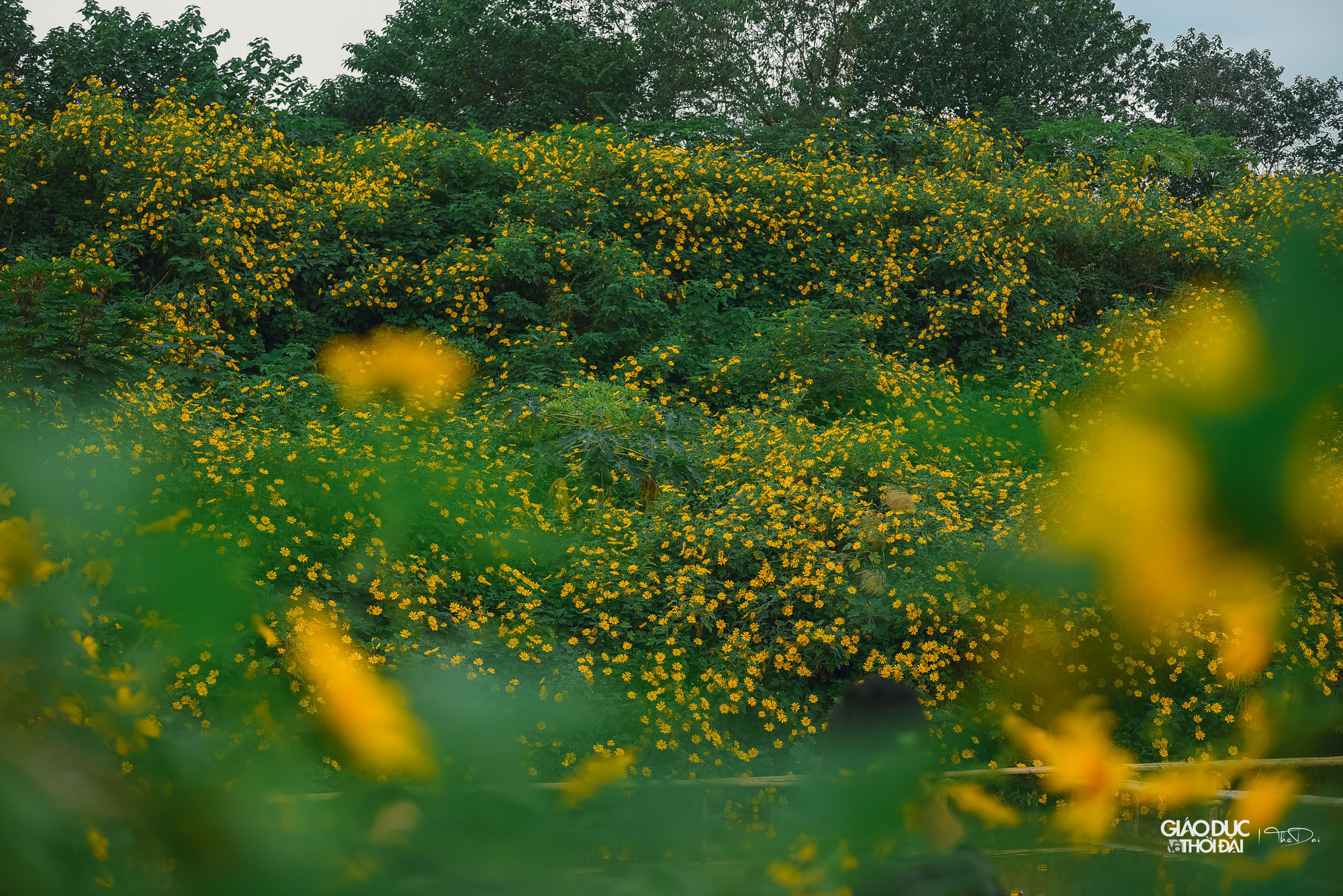 Từ những ngày đầu tiên chỉ khoảng 10 cây, sau 4 năm nhân giống giờ vườn hoa dã quỳ đã có khoảng hơn 200 cây.