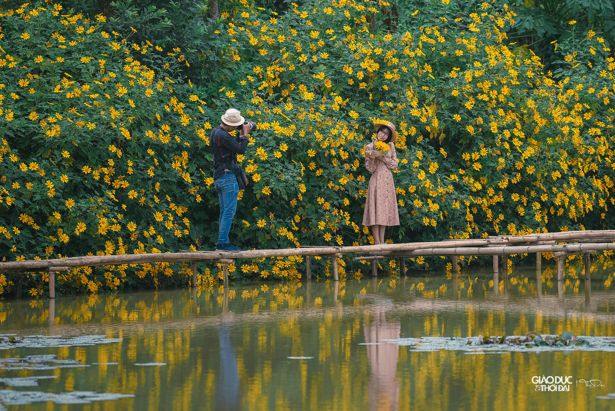 Thời điểm này, vườn dã quỳ thu hút đông người đến ngắm và chụp ảnh.