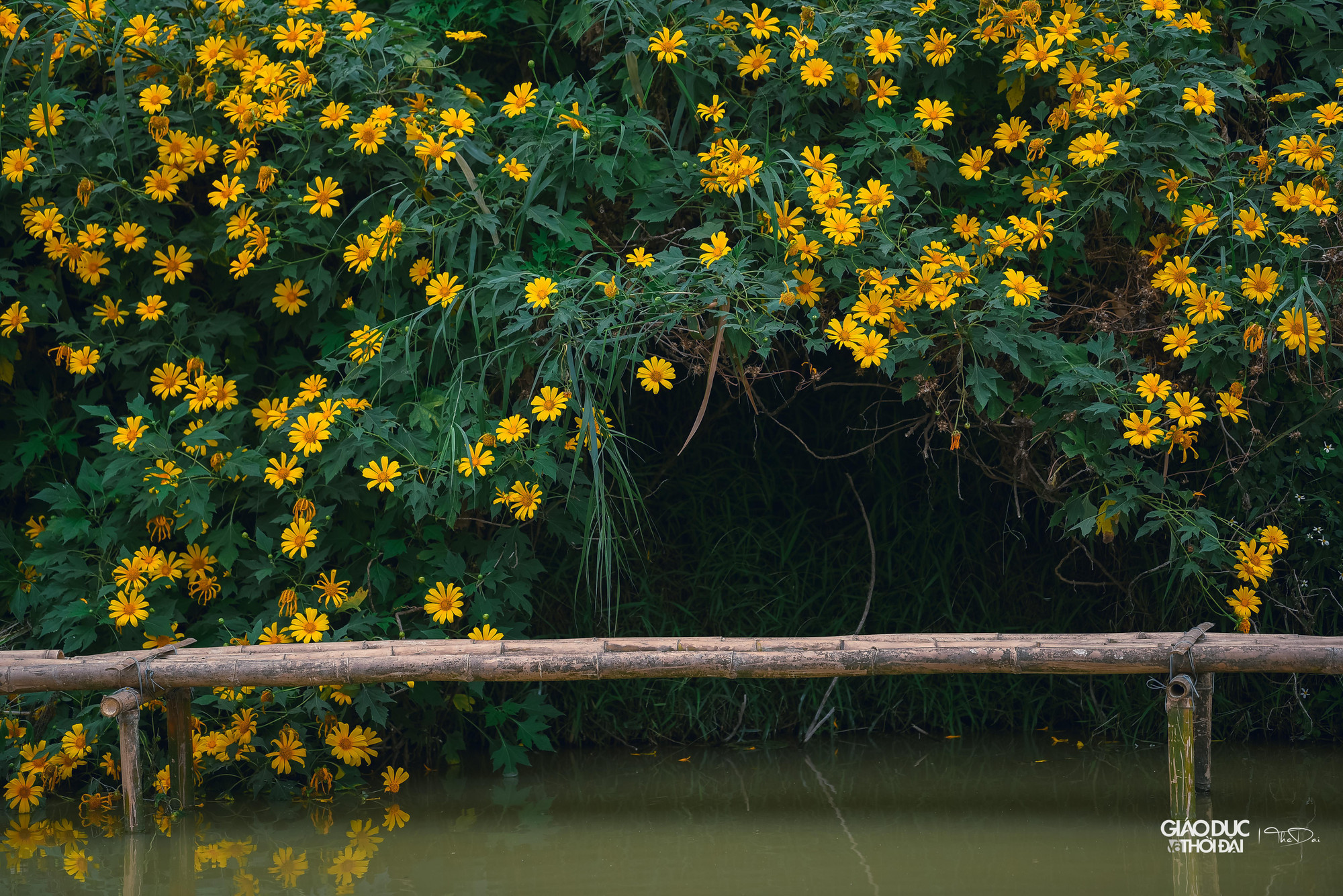 Du khách có thể đến tham quan và chụp ảnh vườn hoa dã quỳ giữa Hà Nội.