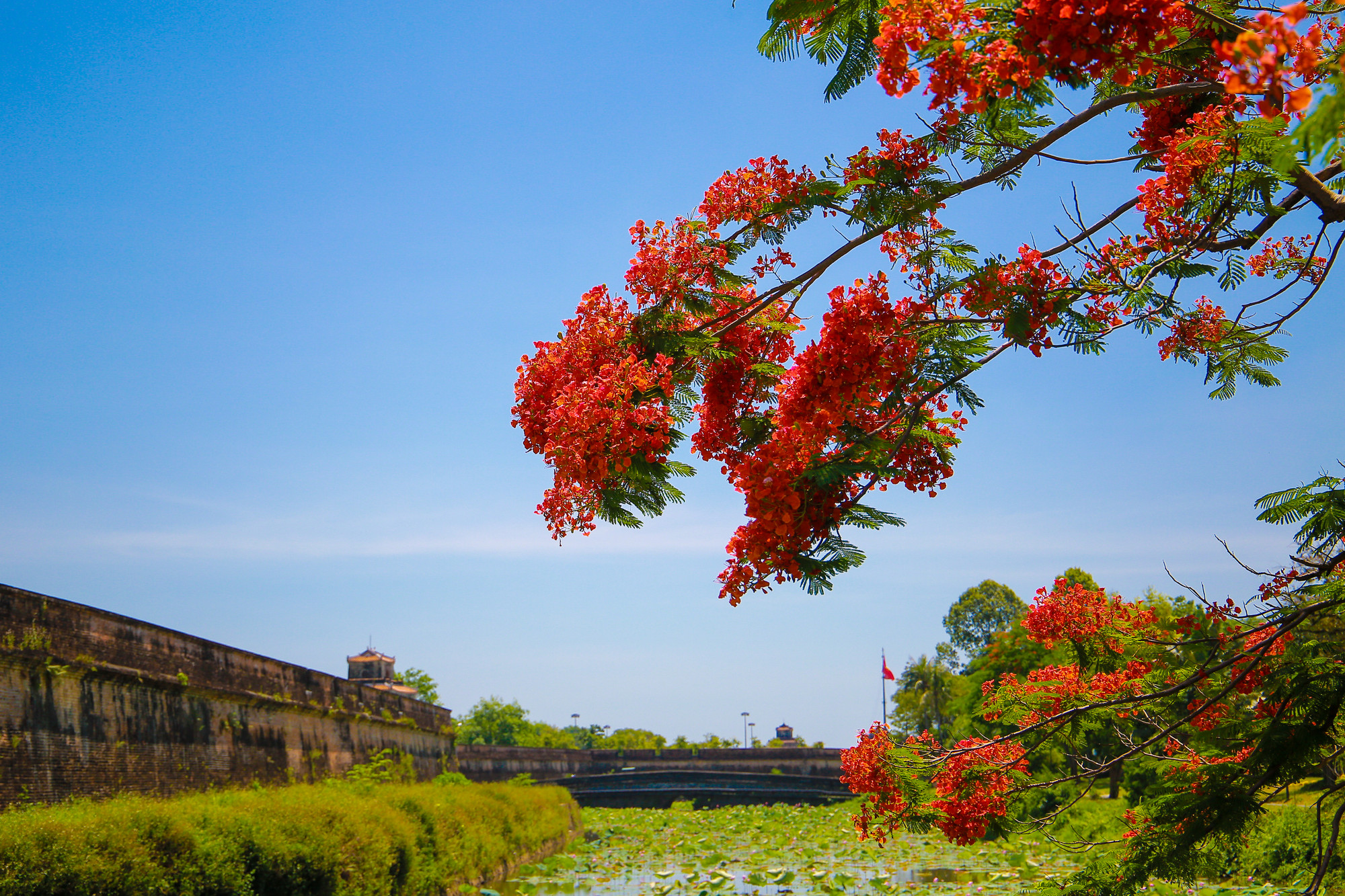 Có dịp đến Huế thời điểm vào hè, du khách sẽ được ngắm những khung cảnh của Cố đô Huế vừa đẹp, vừa lạ với những cây phượng khoe sắc trên những con đường và di tích cổ kính. (Ảnh: Hoàng Hải).