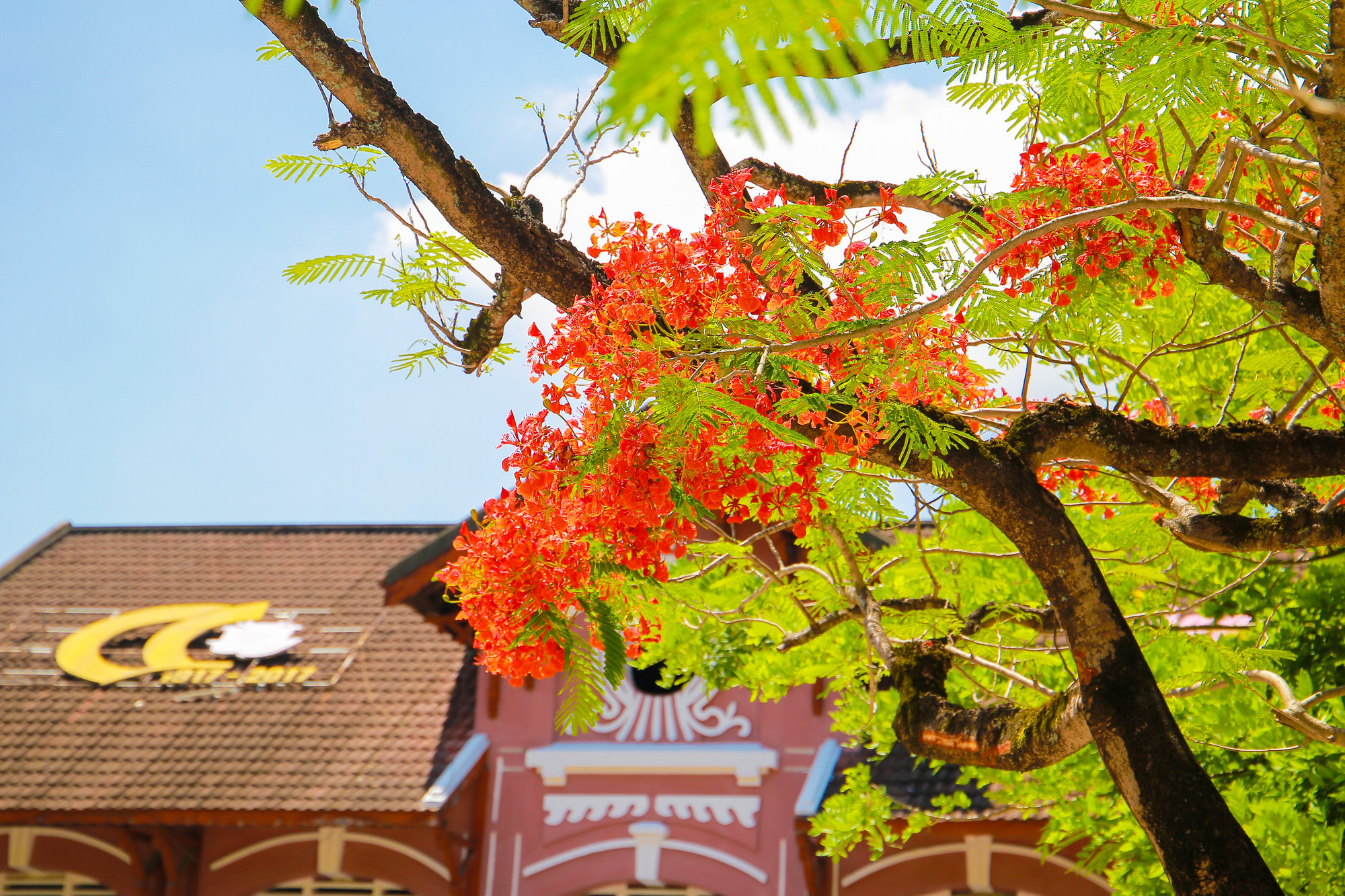 Trường THPT Hai Bà Trưng (TP Huế) hoa phượng nở rộ báo hiệu kỳ nghỉ hè của học sinh đã tới.