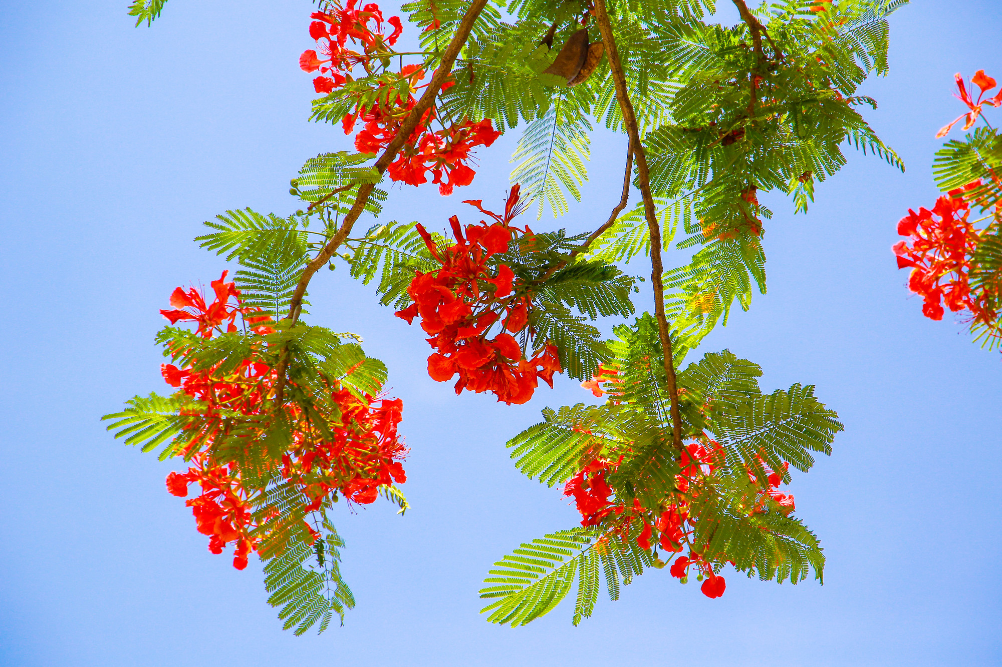 Chúng ta có thể bắt gặp hoa phượng trên nhiều tuyến đường của TP Huế, phượng vĩ đua nhau nở hoa thắp đỏ cả một vùng trời Cố đô.