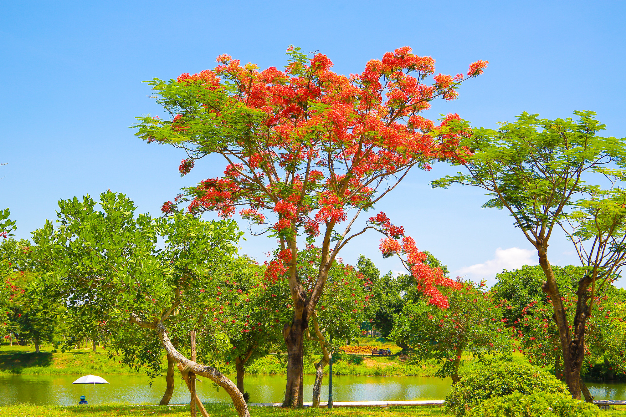 ...các công viên đều có hoa phượng khoe sắc.