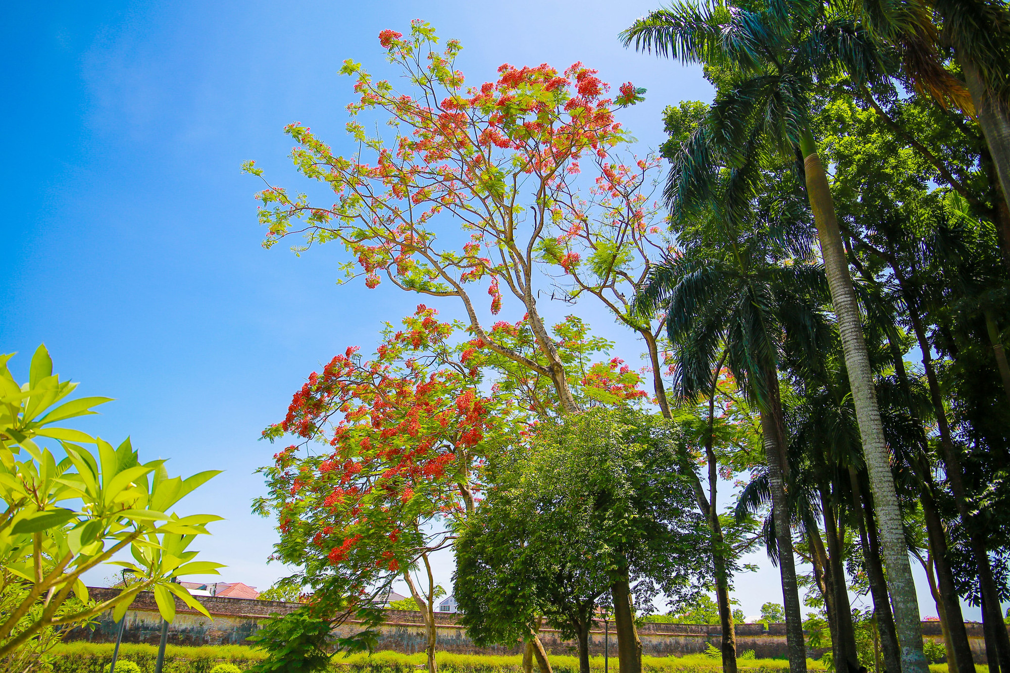 Những cây phượng lâu năm cao vút nở rộ trước khu vực bờ thành của Đại nội Huế.