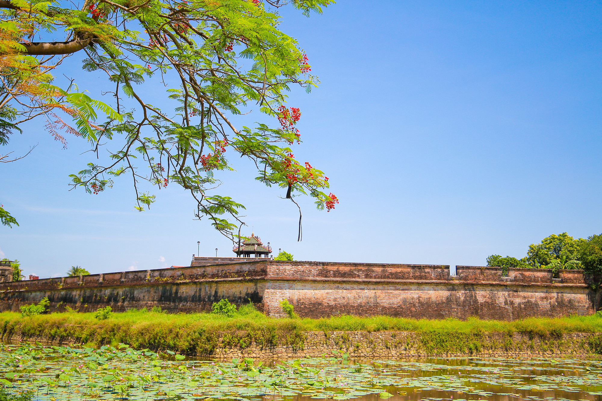 Phượng nở rộ trên mặt hồ.
