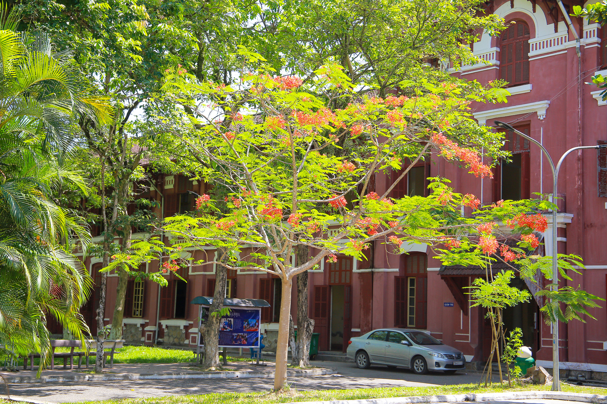 Rực rỡ khắp sân trường.