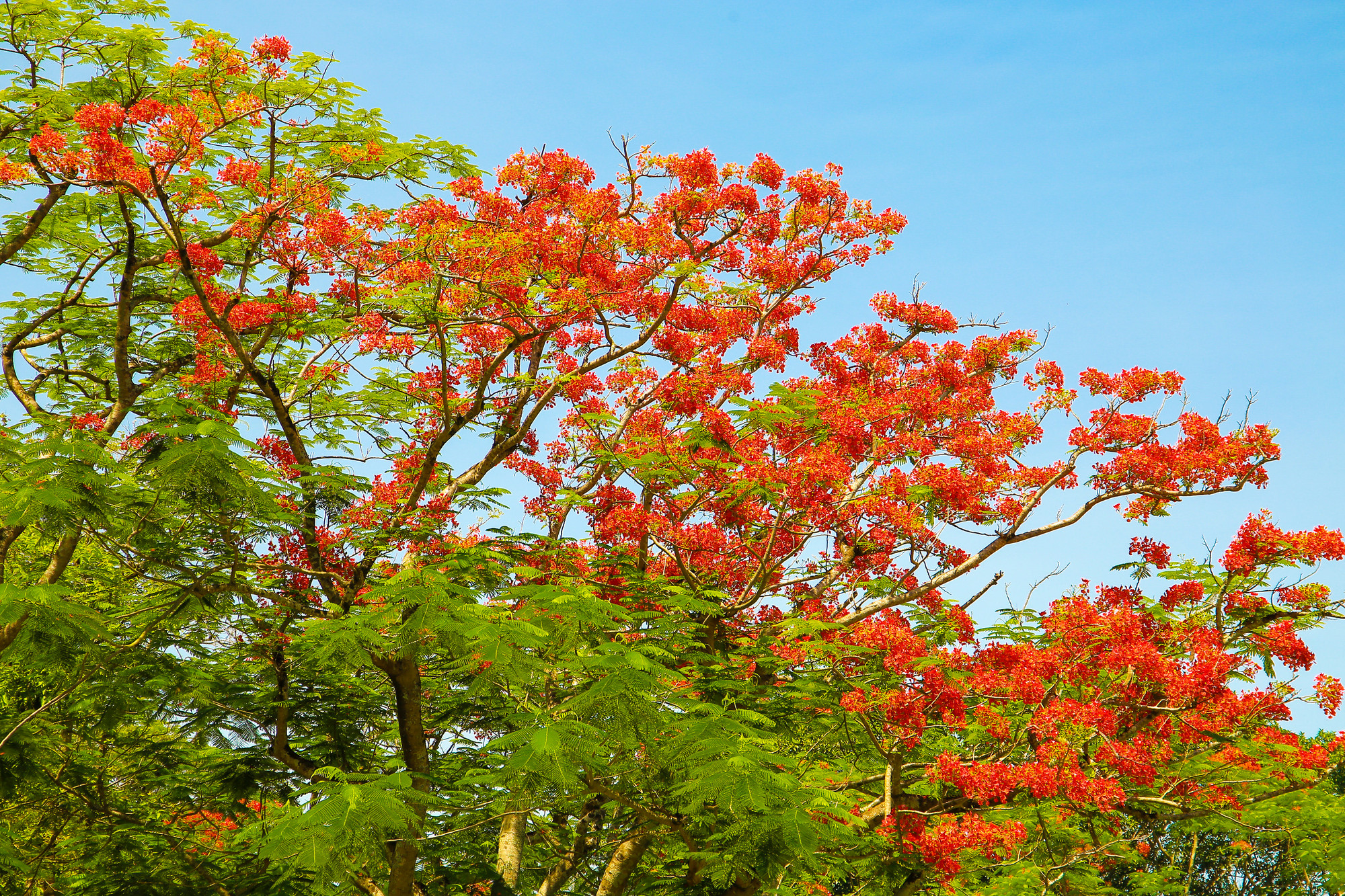 Rực rỡ khắp sân trường.
