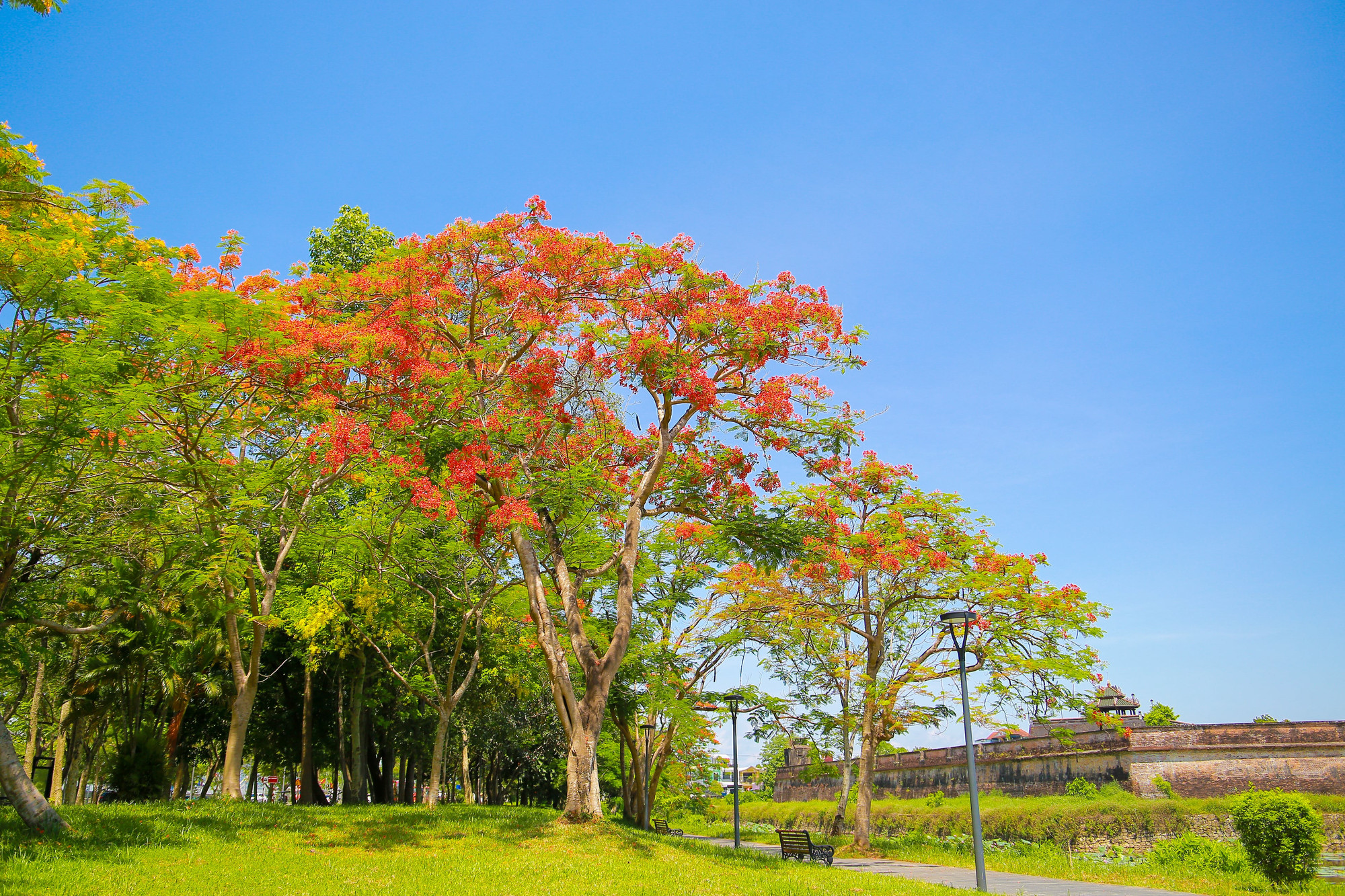 Những cây phượng lâu năm cao vút nở rộ trước khu vực bờ thành của Đại nội Huế.