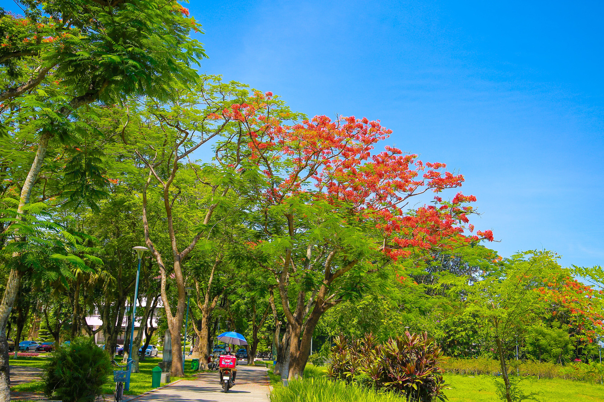 ...các công viên đều có hoa phượng khoe sắc.