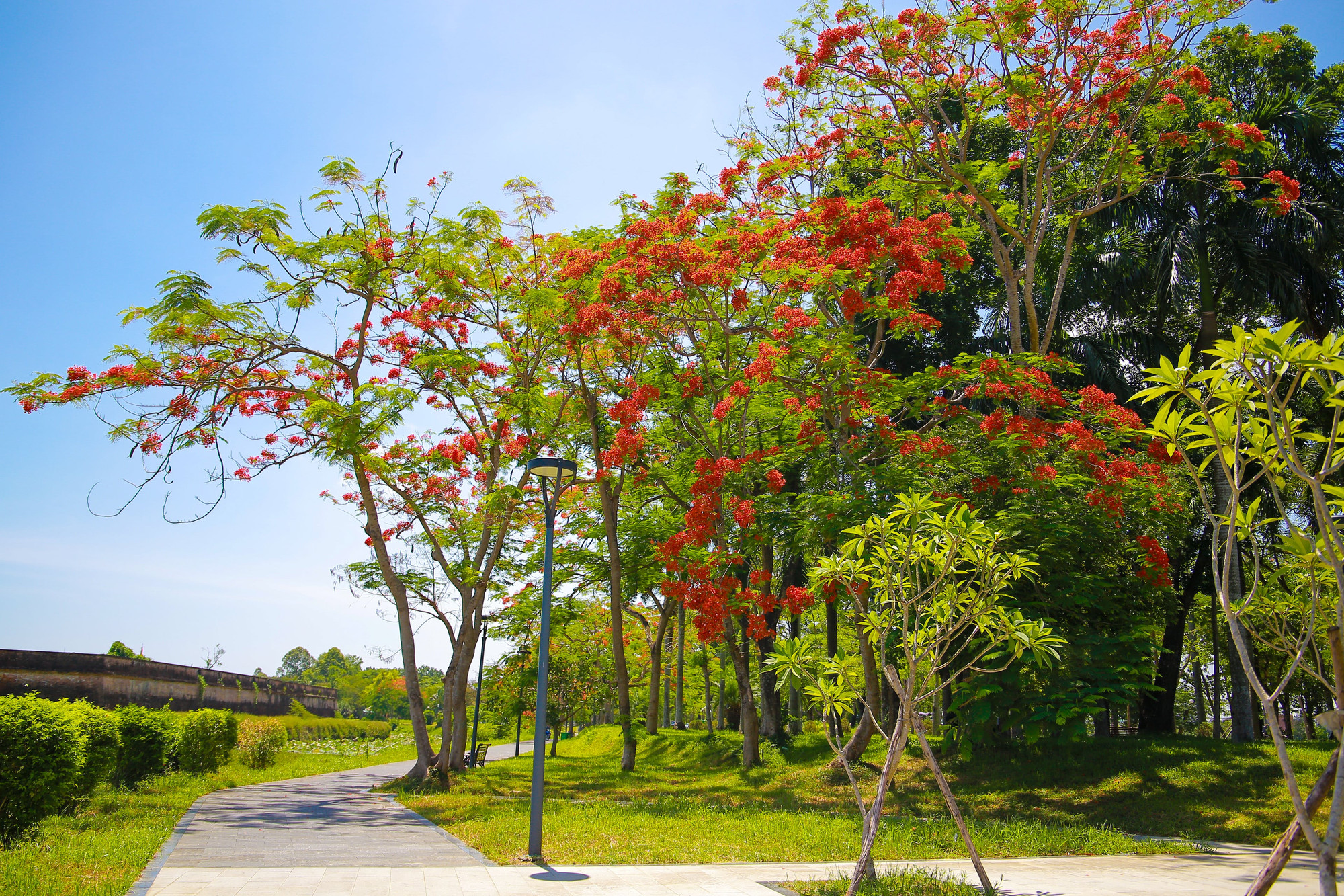 Được biết, Huế đang thực hiện đề án xây dựng Huế - thành phố bốn mùa hoa và có thể hoa phượng vĩ sẽ là một trong những loài hoa được chọn khi đã góp phần tô điểm thêm vẻ đẹp đặc trưng xứ Huế trong những ngày hè này.