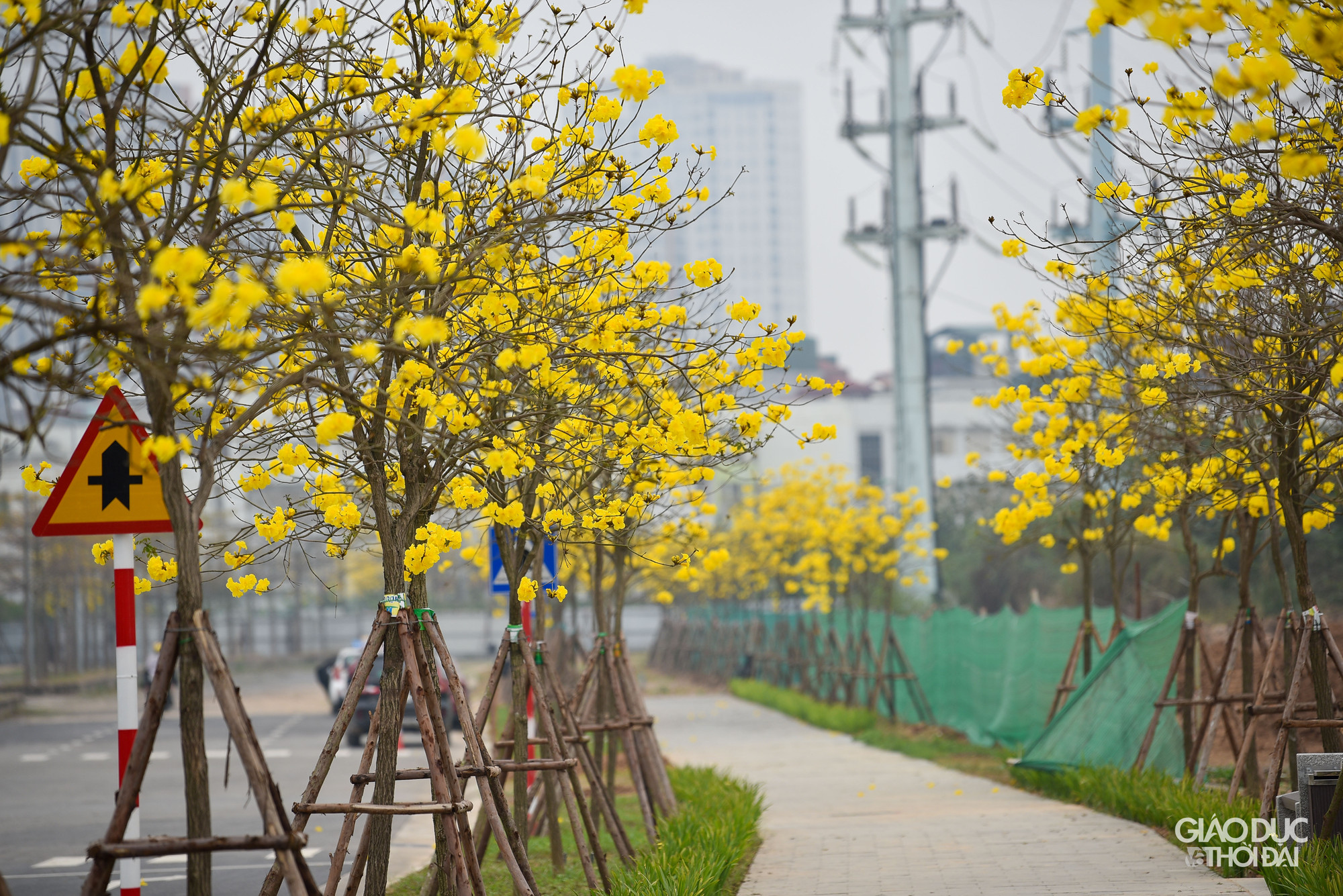 Trong khu đô thị, hoa phong linh được trồng khắp nơi, trước mỗi ngôi nhà đều có một cây nở vàng rực, khiến nơi đây mang vẻ đẹp riêng biệt.