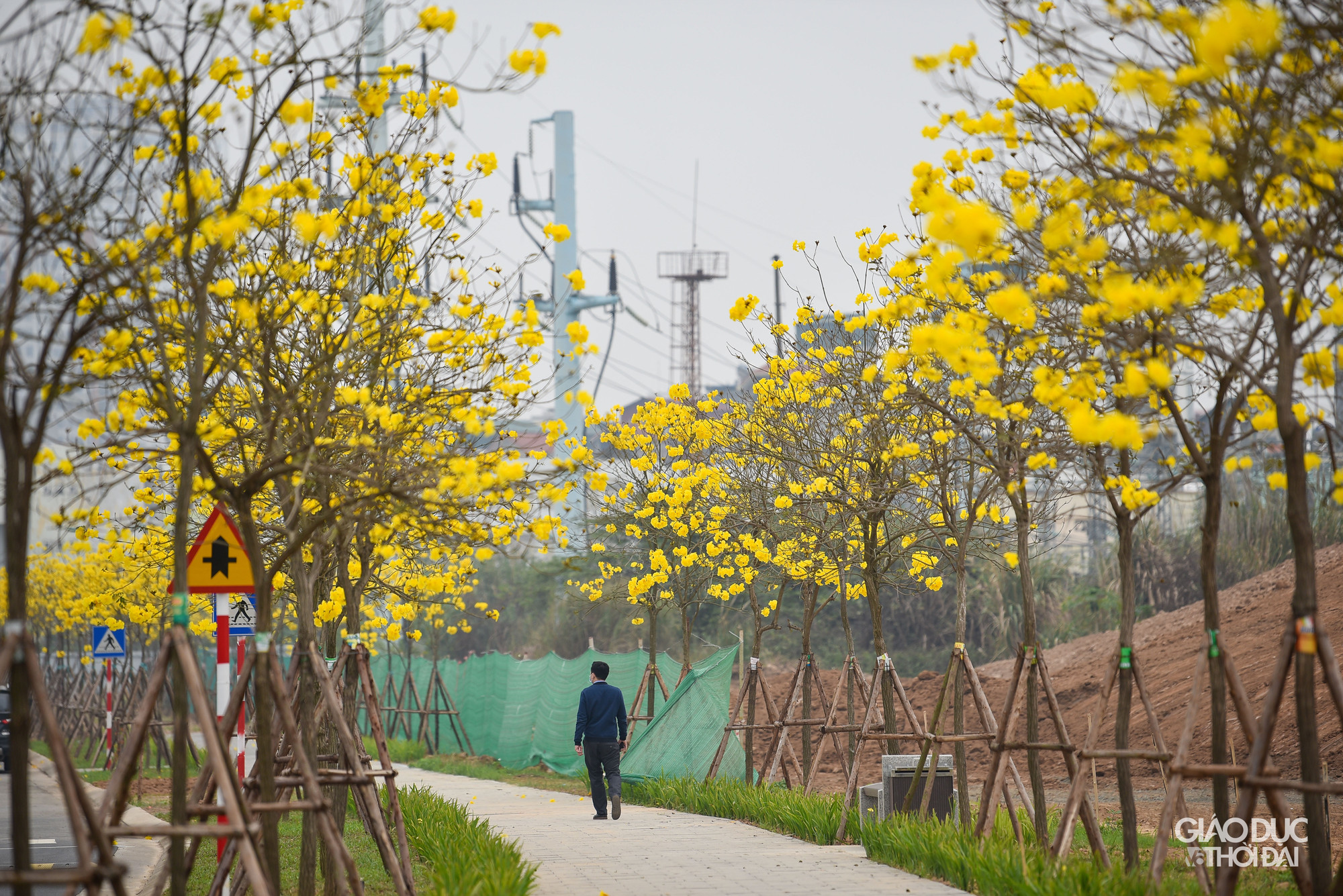 Trong khu đô thị, hoa phong linh được trồng khắp nơi, trước mỗi ngôi nhà đều có một cây nở vàng rực, khiến nơi đây mang vẻ đẹp riêng biệt.