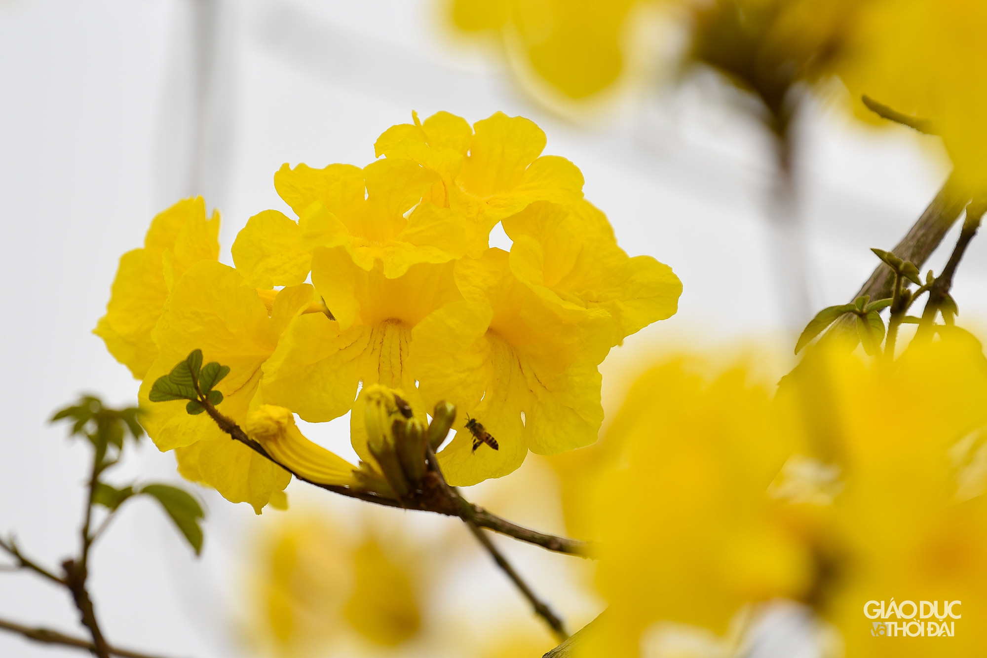 Cây phong linh (còn gọi là cây chuông vàng) có nguồn gốc từ khu vực Nam Mỹ và khu cận bìa rừng Amazon. Loại cây hoa công trình đẹp này thích hợp với khu vực có khí hậu nhiệt đới gió mùa và cận ôn đới như Brazil, Paraguay và Bắc Argentina, Suriname, Đông Bolivia, Peru...