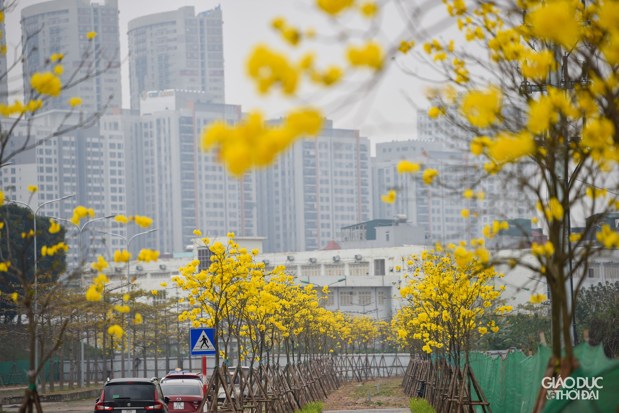 Trong khu đô thị, hoa phong linh được trồng khắp nơi, trước mỗi ngôi nhà đều có một cây nở vàng rực, khiến nơi đây mang vẻ đẹp riêng biệt.