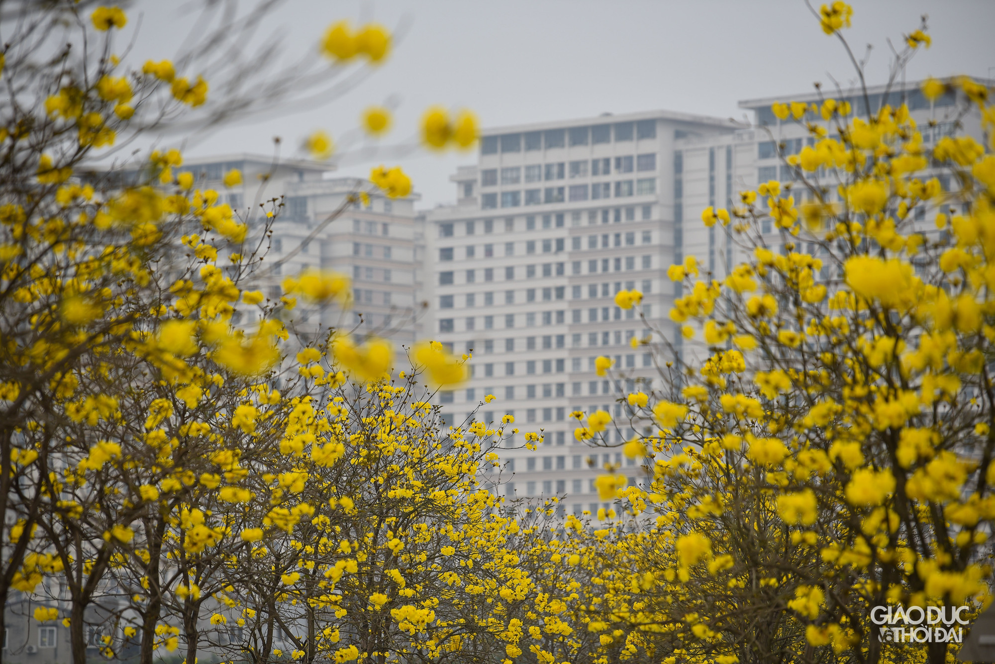Hoa phong linh mọc thành cụm có hình giống như chiếc chuông. Khi hoa nở, lá cây đã rụng hết, những chùm hoa rực rỡ sẽ bao trùm cả tán cây, khoe trong trong tiết trời mùa Xuân.