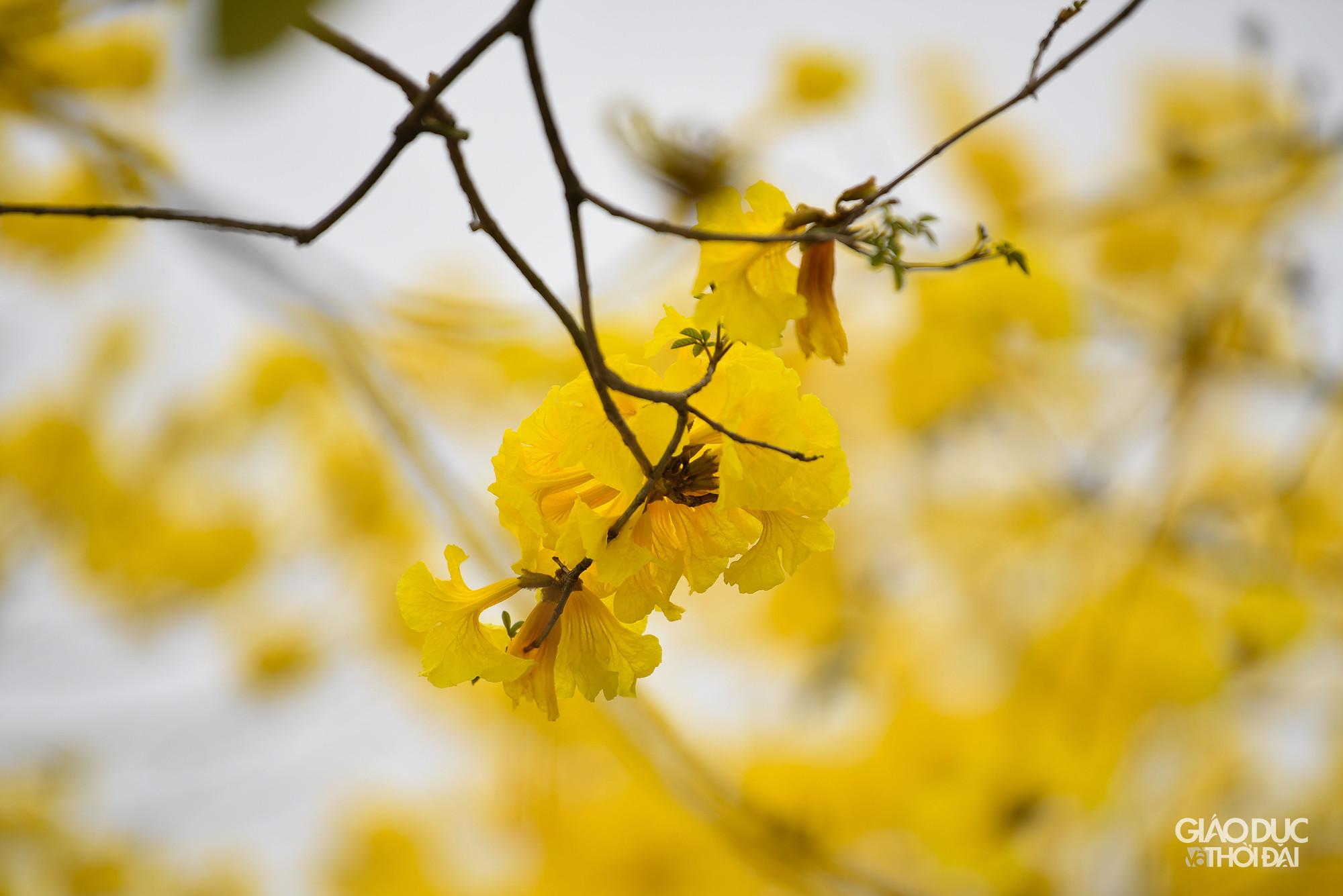 Cây phong linh (còn gọi là cây chuông vàng) có nguồn gốc từ khu vực Nam Mỹ và khu cận bìa rừng Amazon. Loại cây hoa công trình đẹp này thích hợp với khu vực có khí hậu nhiệt đới gió mùa và cận ôn đới như Brazil, Paraguay và Bắc Argentina, Suriname, Đông Bolivia, Peru...