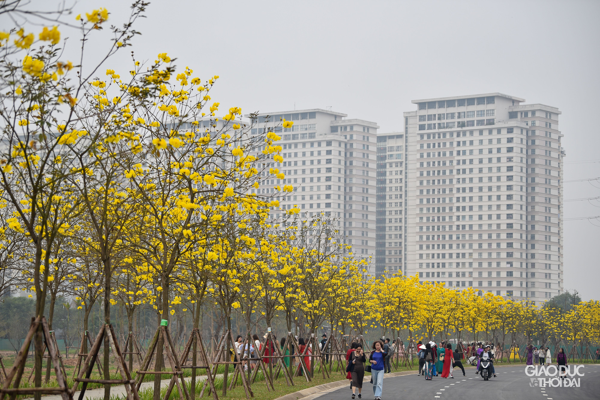 Tại con đường nội bộ thuộc khu đô thị ở Hà Đông, hàng trăm cây phong linh đang bắt đầu nở hoa rực rỡ.