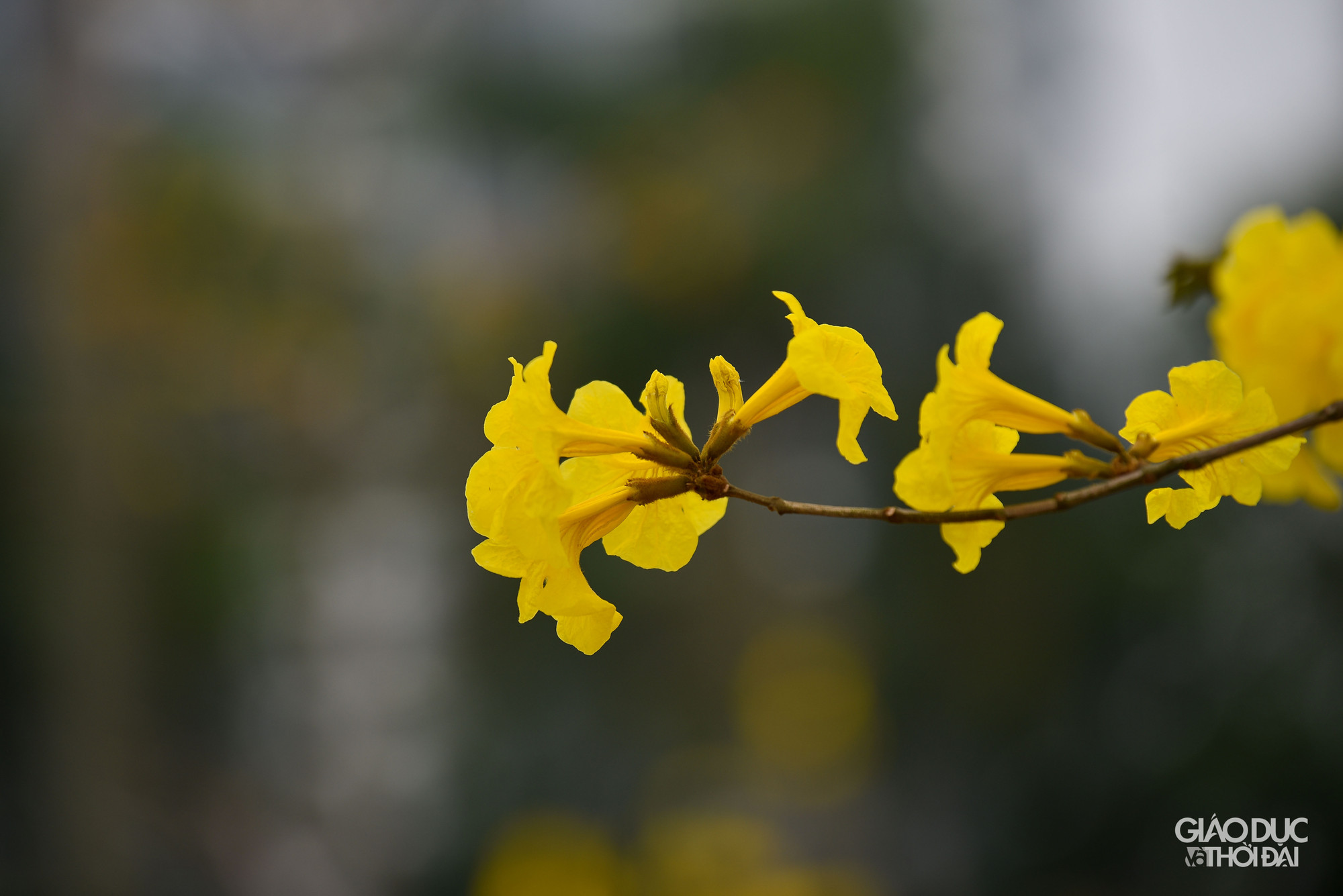 Cây phong linh (còn gọi là cây chuông vàng) có nguồn gốc từ khu vực Nam Mỹ và khu cận bìa rừng Amazon. Loại cây hoa công trình đẹp này thích hợp với khu vực có khí hậu nhiệt đới gió mùa và cận ôn đới như Brazil, Paraguay và Bắc Argentina, Suriname, Đông Bolivia, Peru...