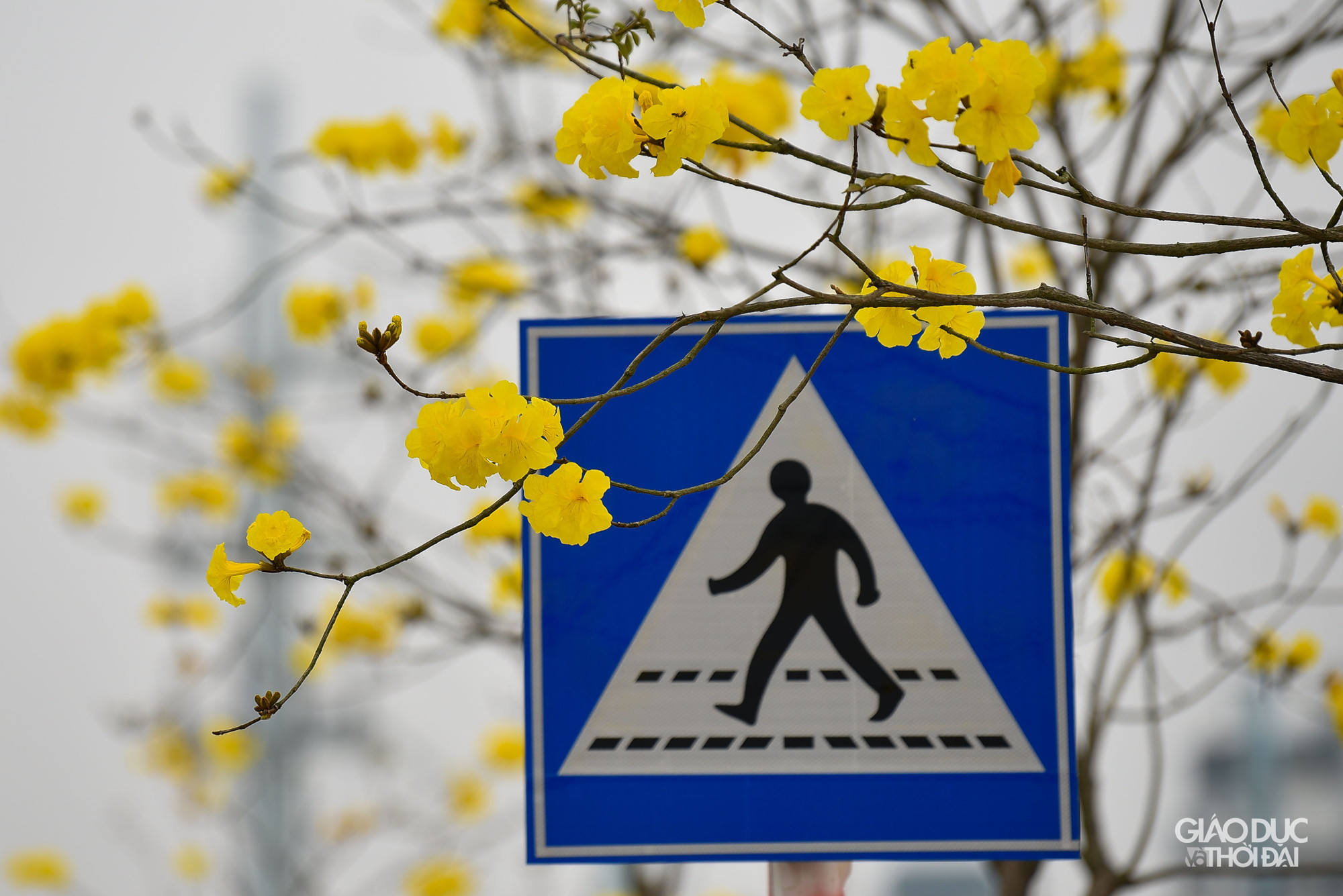 Cây phong linh (còn gọi là cây chuông vàng) có nguồn gốc từ khu vực Nam Mỹ và khu cận bìa rừng Amazon. Loại cây hoa công trình đẹp này thích hợp với khu vực có khí hậu nhiệt đới gió mùa và cận ôn đới như Brazil, Paraguay và Bắc Argentina, Suriname, Đông Bolivia, Peru...