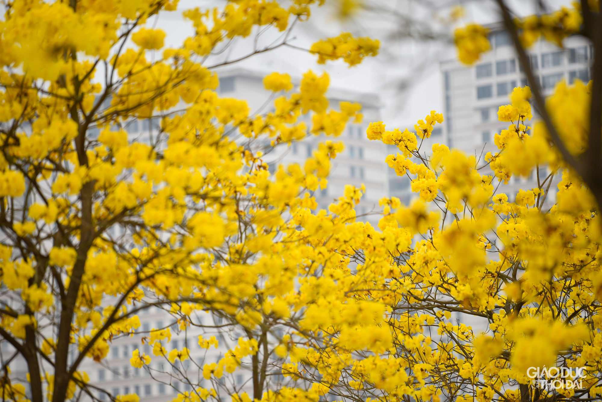 Cây phong linh nở hoa vào mùa xuân từ tháng 2 đến tháng 5, khi nở, những chùm hoa đẹp phủ khắp tán cành.