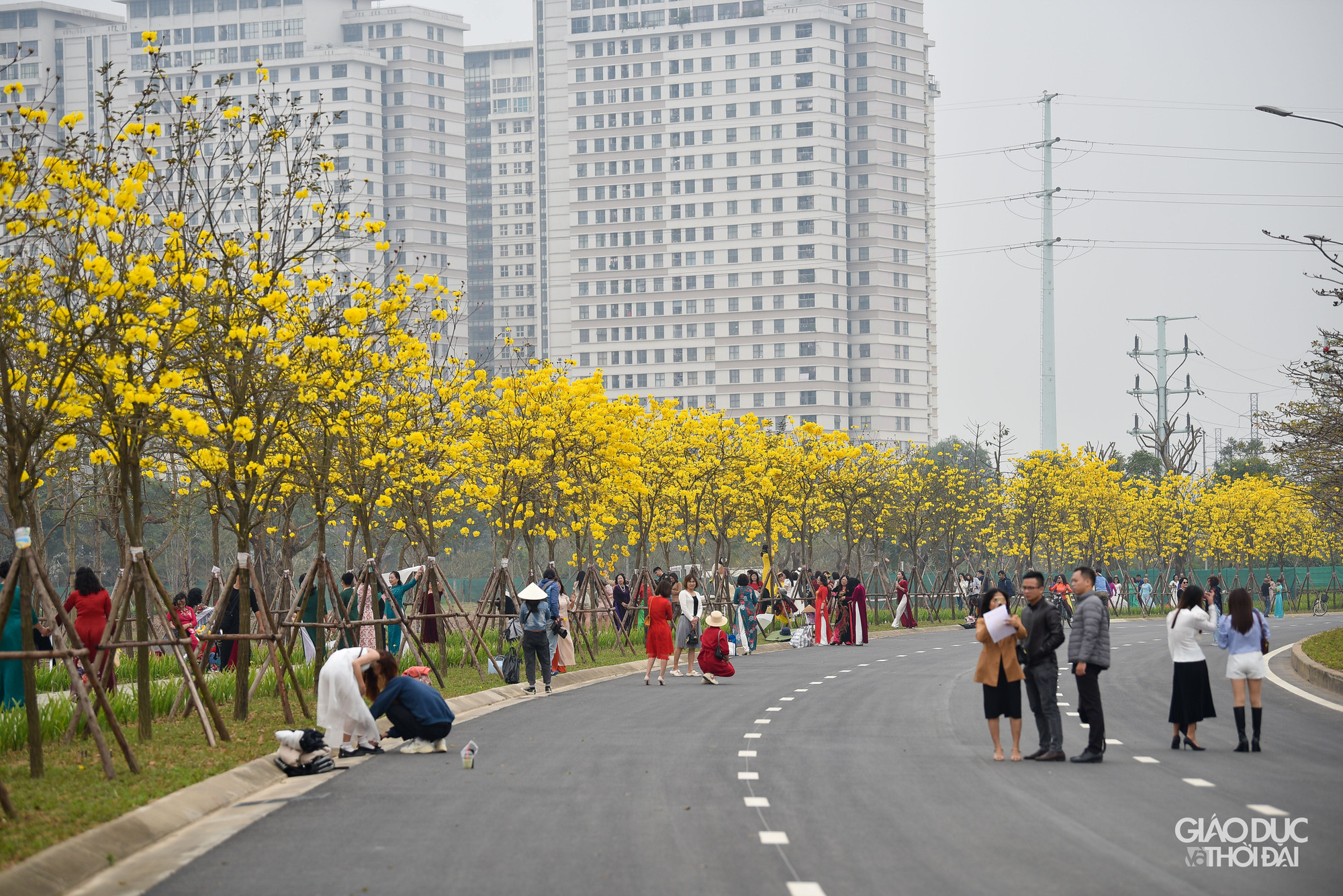 Con đường dài khoảng 800 m, được trồng 4 hàng cây phong linh ở 2 bên vỉa hè.