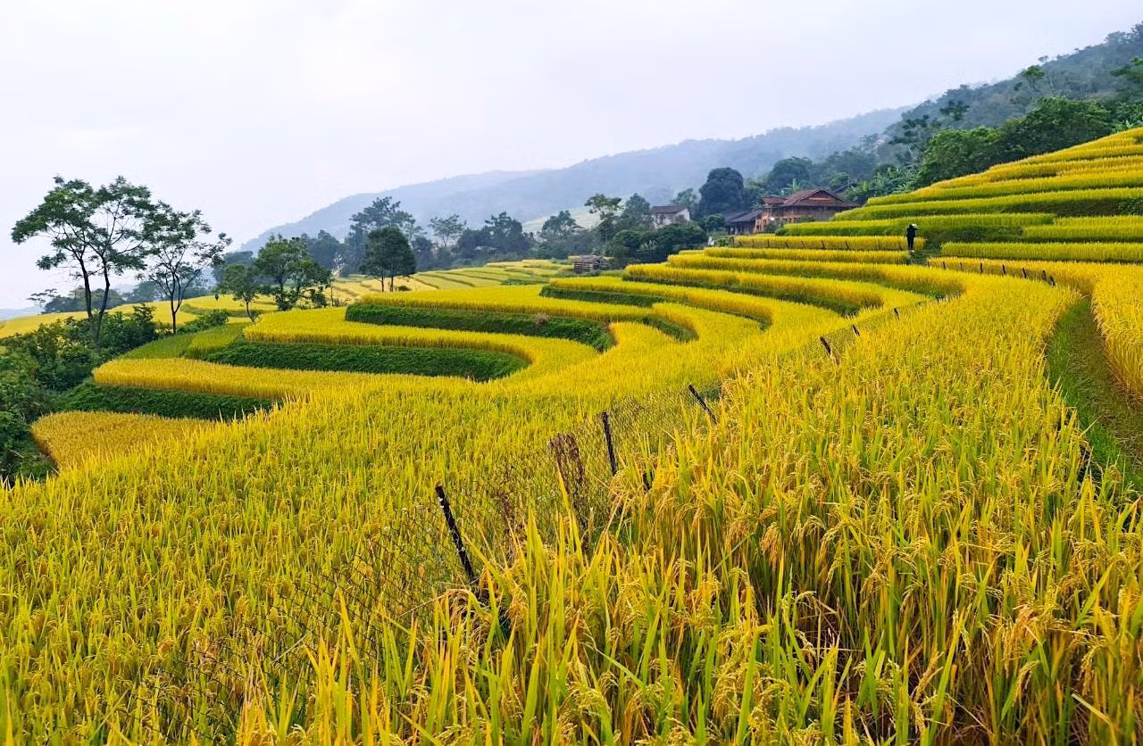 Giữa tháng 10, những cánh đồng lúa ở Hồng Thái đồng loạt chuyển dần sang sắc vàng rực rỡ. Từng dải sóng xanh, vàng uốn lượn bên sườn núi đã làm say đắm, mê hoặc du khách gần xa.