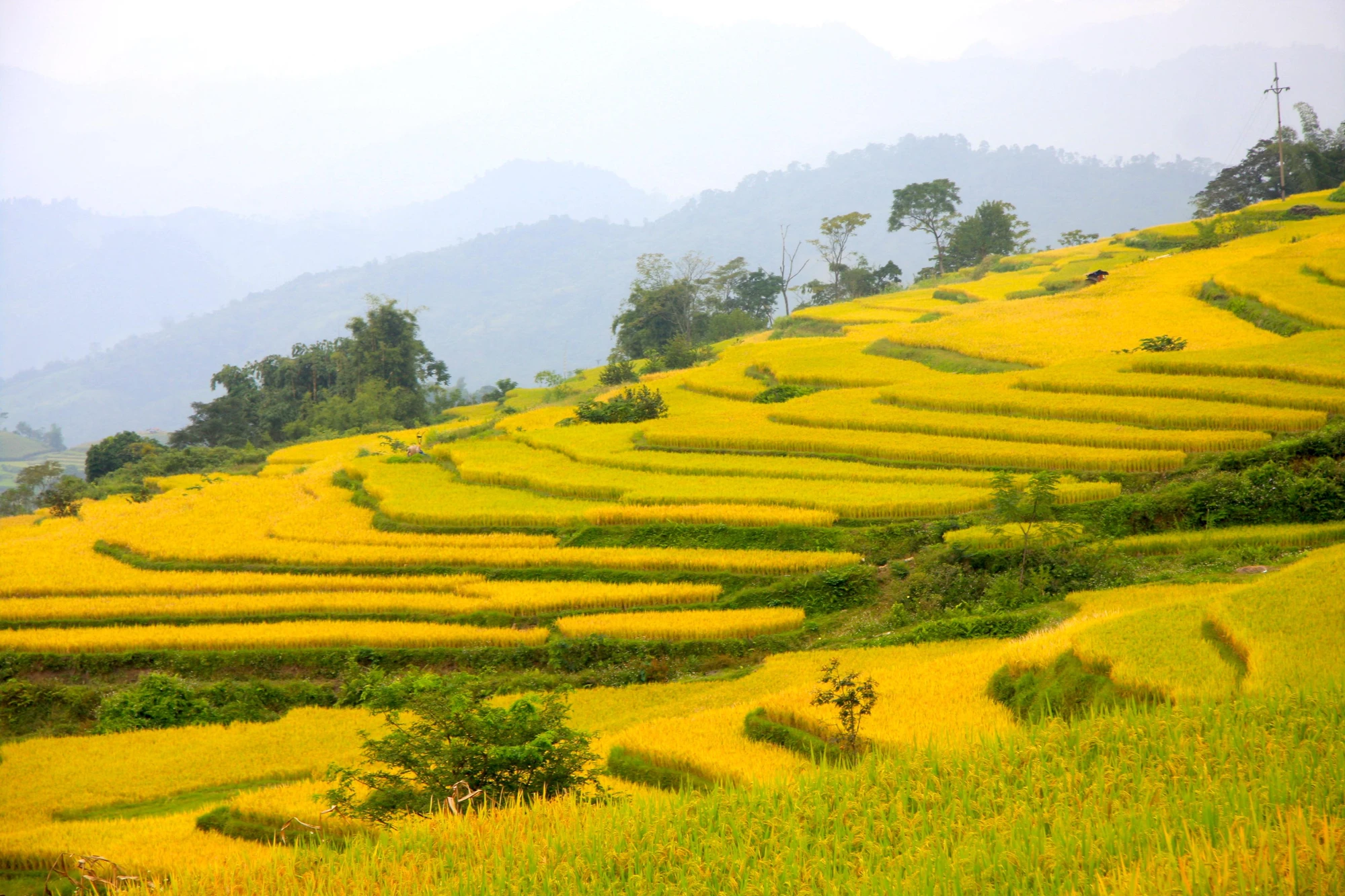 Bằng đôi tay khéo léo, cùng sự cần cù, những người dân nơi đây đã khắc tạc giữa đất trời những kiệt tác ruộng bậc thang đầy mê hoặc.