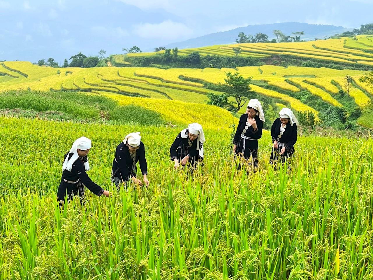 Đứng từ trên cao nhìn xuống, du khách có thể quan sát được toàn cảnh những triền ruộng bậc thang mênh mông, nối dài ngút tầm mắt. Đứng từ trên cao nhìn xuống, du khách có thể quan sát được toàn cảnh những triền ruộng bậc thang mênh mông, nối dài ngút tầm mắt.