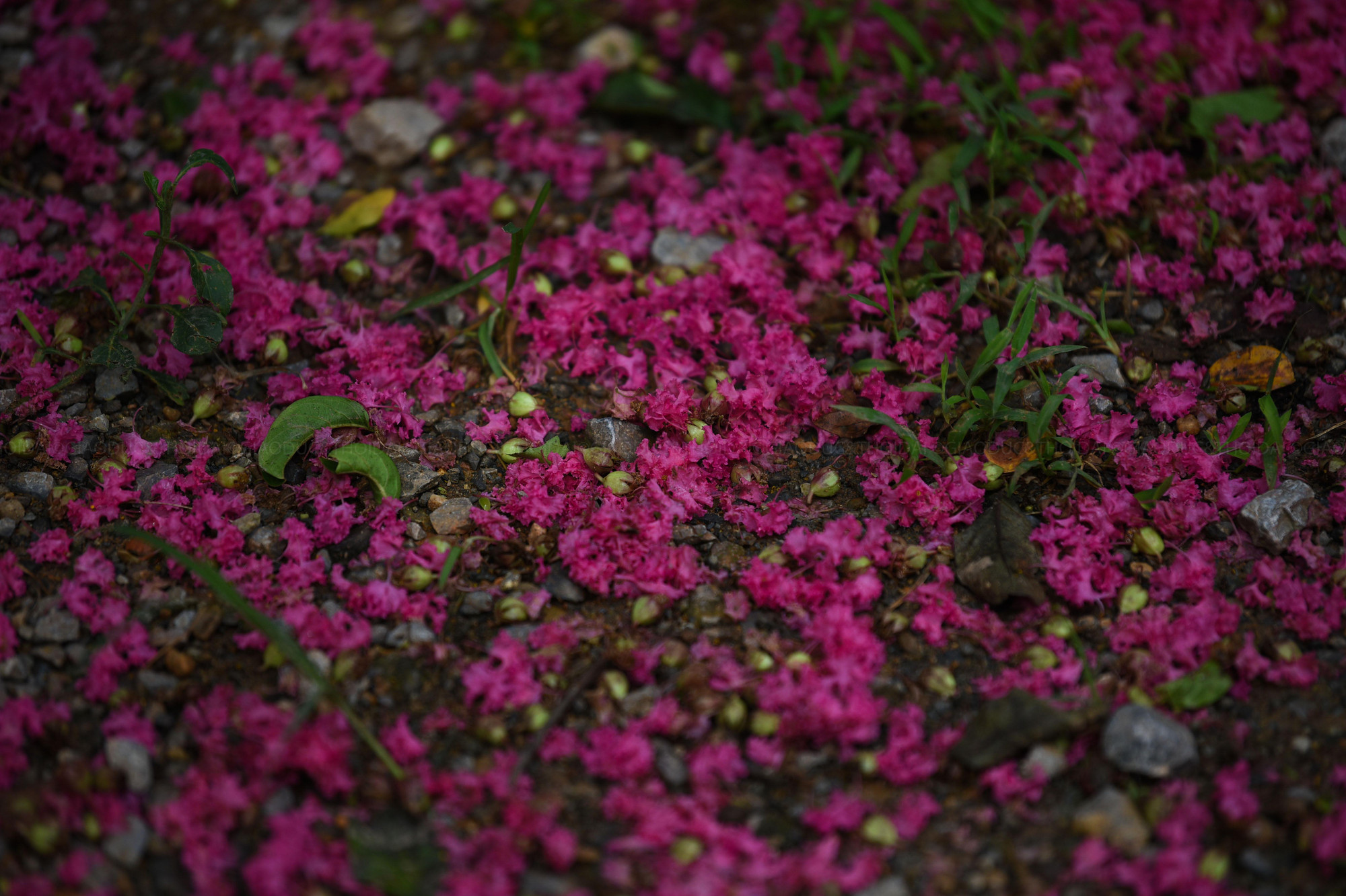 Hoa tường vi ở Hà Nội có thời gian nở kéo dài từ 2 - 3 tháng nếu được trồng thành quần thể. Nếu trồng đơn lẻ, hoa sẽ nở trong khoảng 1,5 tháng.