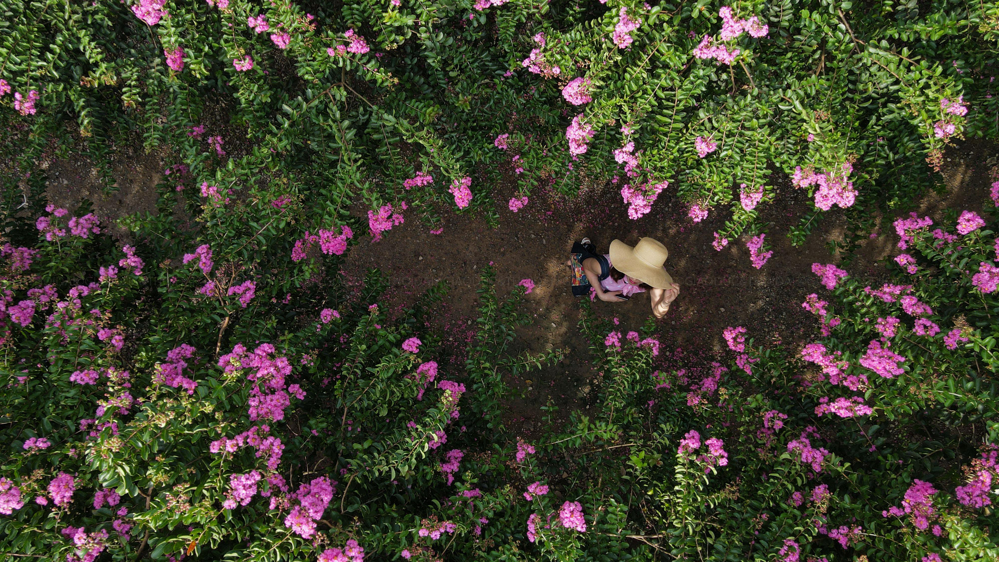 Con đường hoa tường vi (xã Tam Hiệp, huyện Thanh Trì) dài hơn 200m, được tạo nên bởi 100 gốc tường vi.