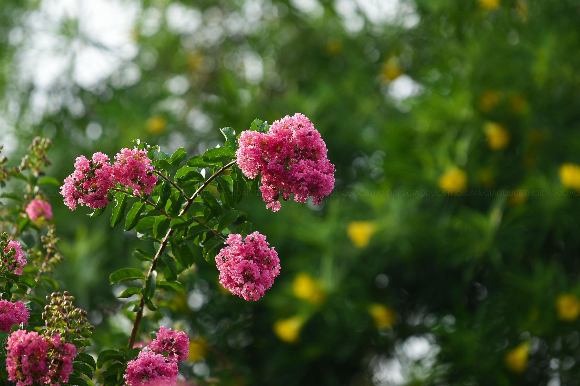 Theo chủ công viên cho biết, hoa tường vi nở rộ nhất là vào tháng 7 hằng năm.