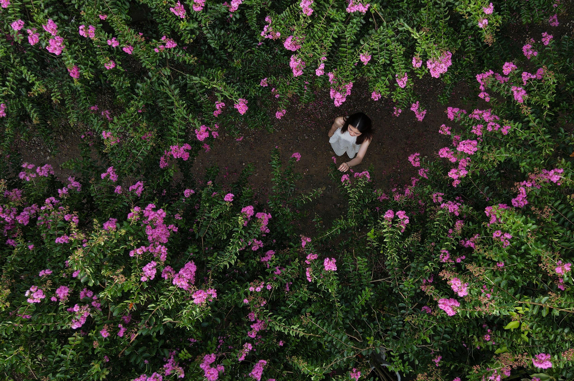 Vào những ngày tháng 7, hoa tường vi nở rộ ở Hà Nội thu hút nhiều bạn trẻ đến chụp ảnh lưu lại những khoảnh khắc bên loài hoa này.