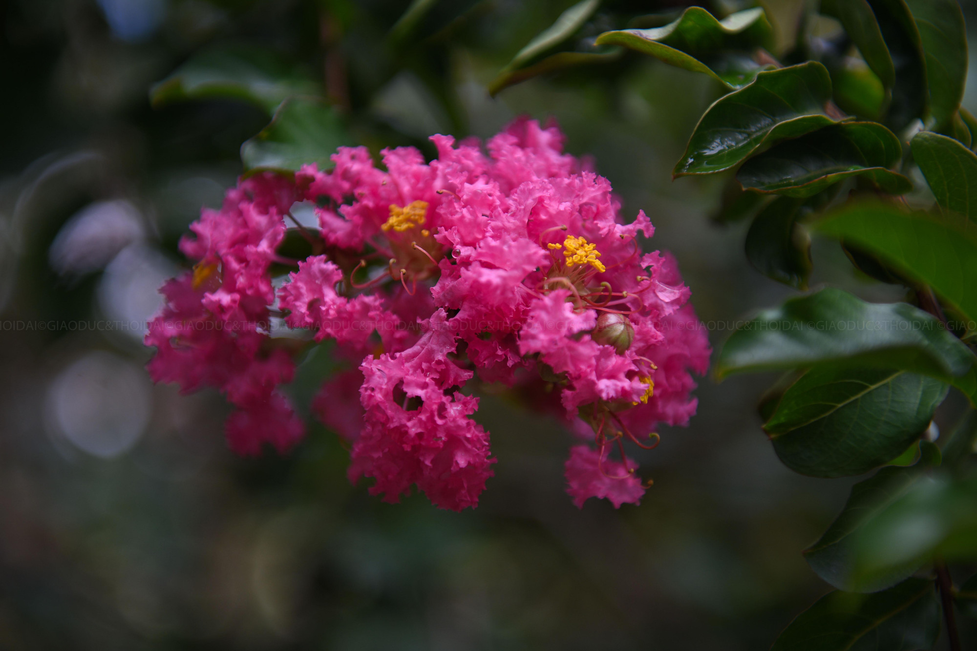 Hoa tường vi thuộc cây thân gỗ, hoa có cánh nhỏ li ti tạo thành từng chùm hoa nặng trĩu, rực rỡ.