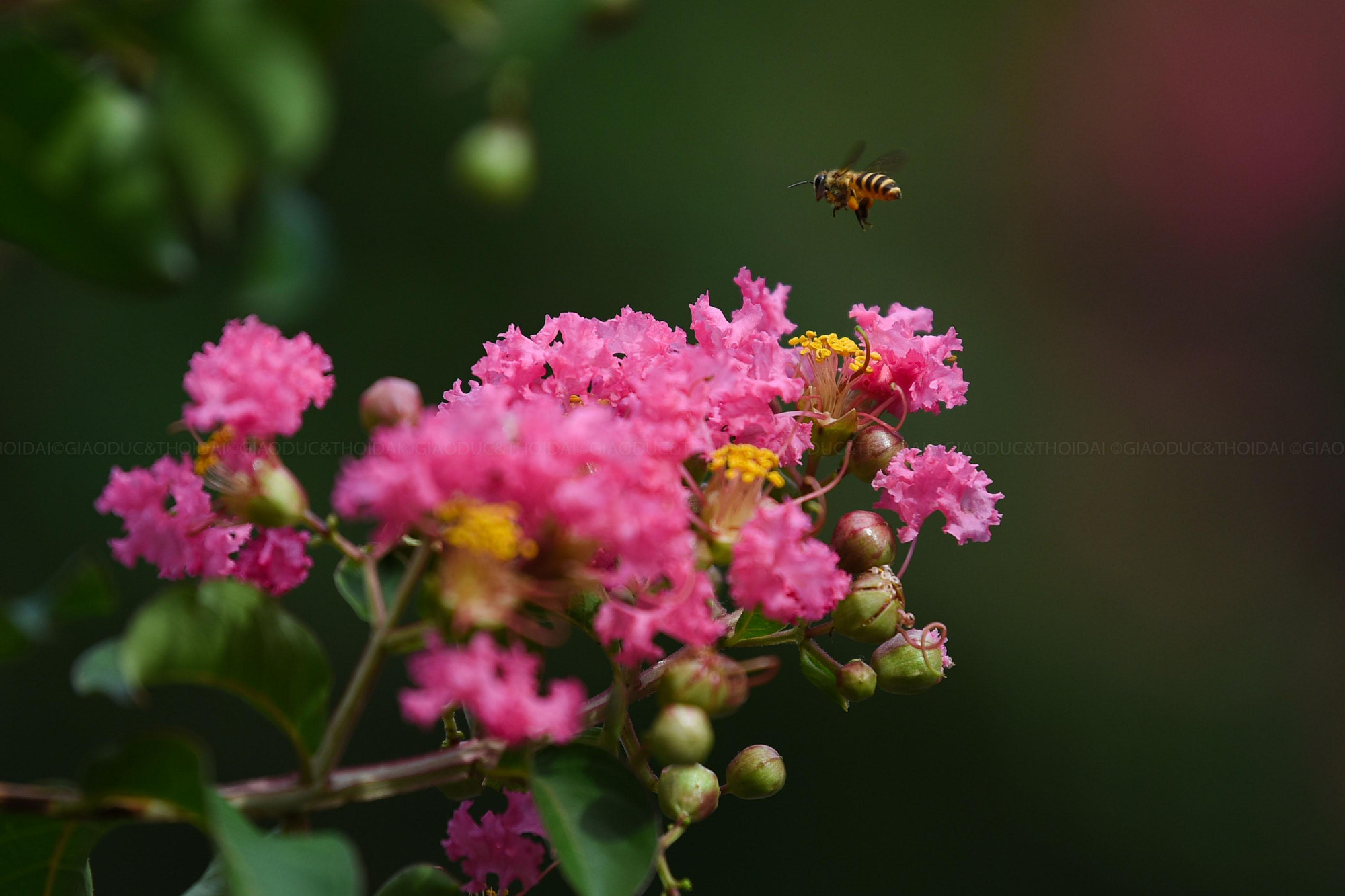 Hoa tường vi có nguồn gốc từ vùng Đông Á. Nó là cây thân gỗ nhỏ, xanh mướt suốt từ mùa xuân đến cuối thu.