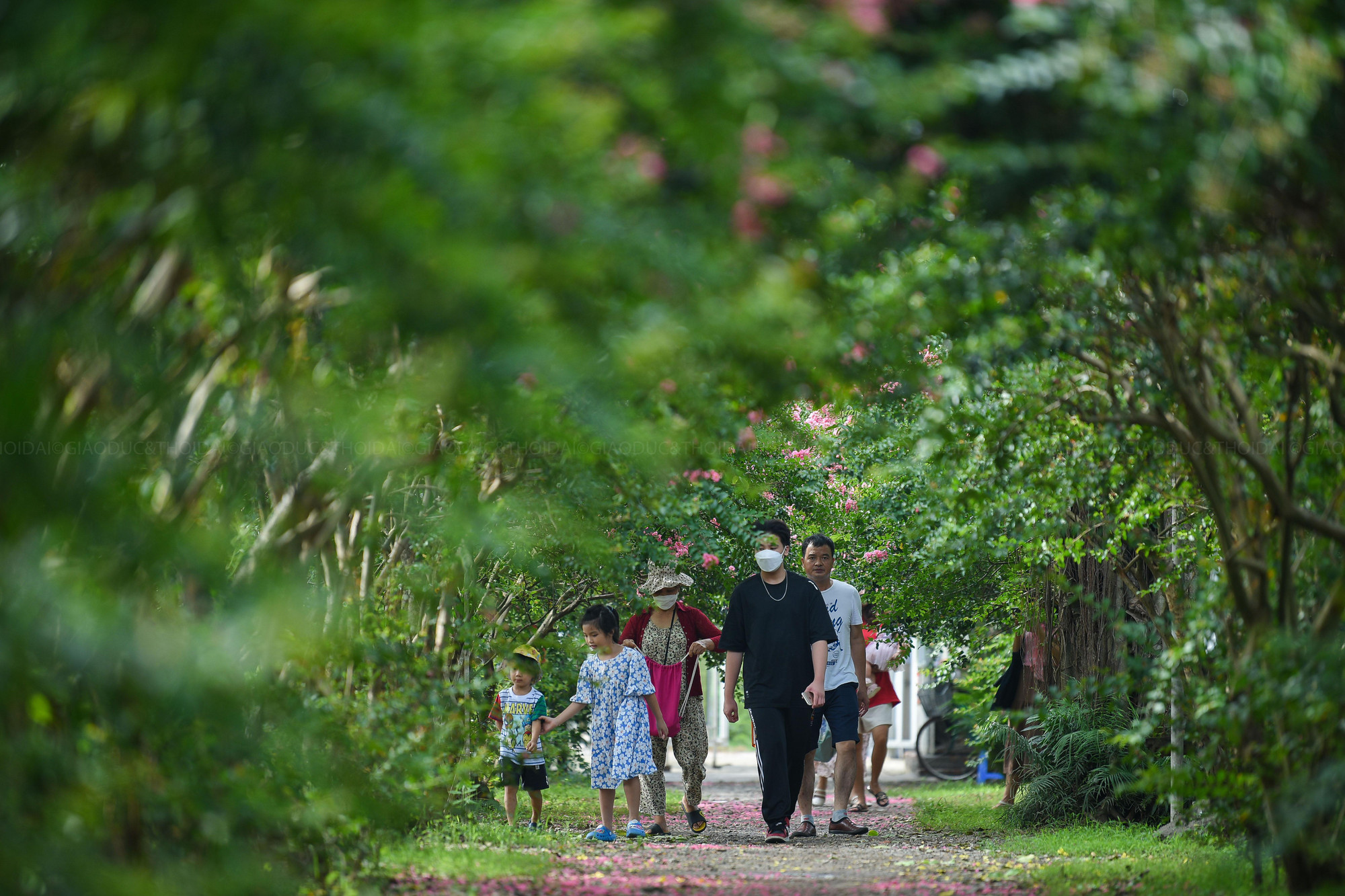 Tường vi không phải loài cây hiếm gặp ở Hà Nội, nhưng ít có nơi nào tập trung nhiều tường vi và tạo thành đường hoa như ở đây.