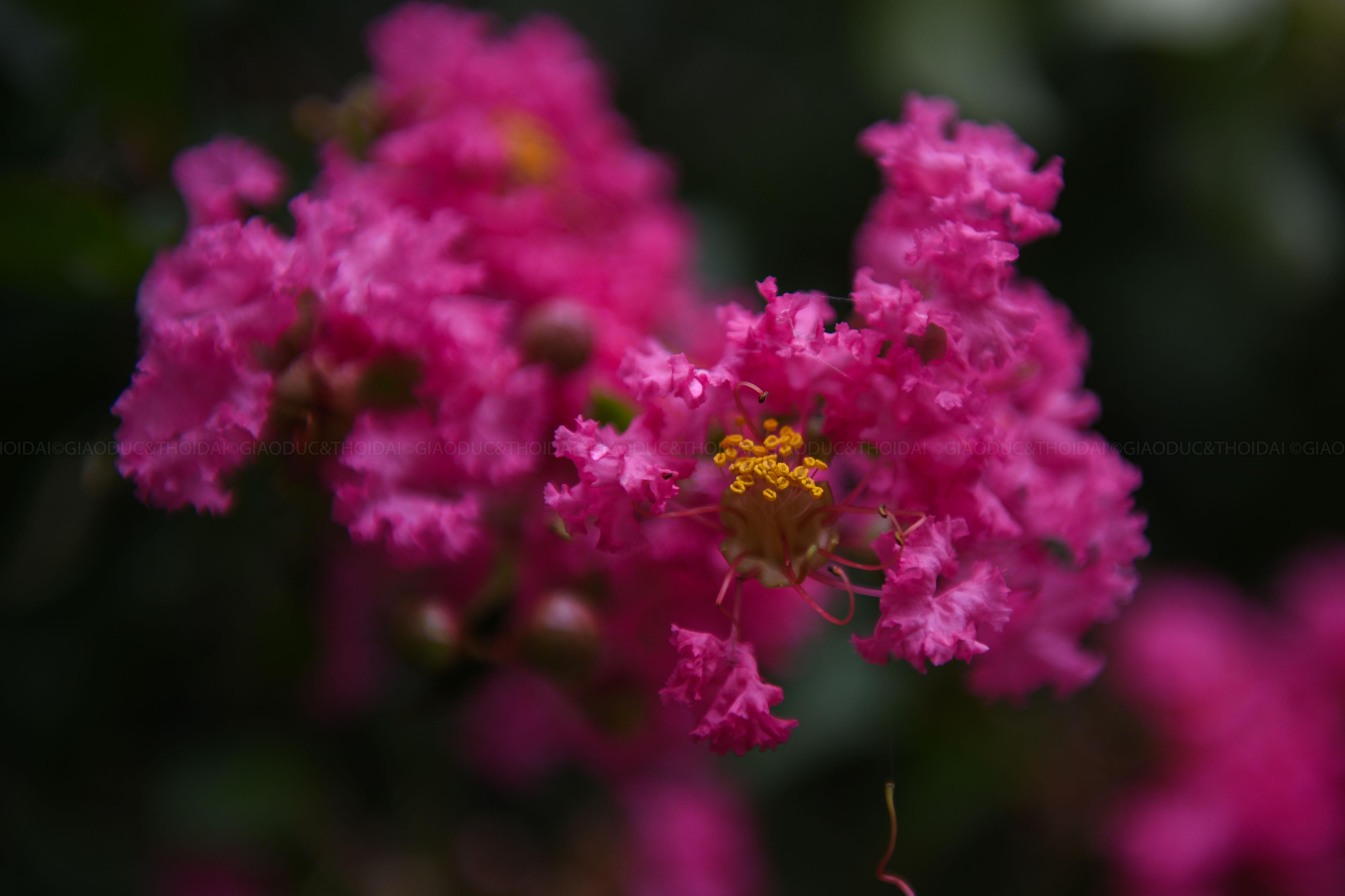 Hoa tường vi thuộc cây thân gỗ, phân cành nhiều nhánh và nở hoa từ đầu hè đến cuối thu.